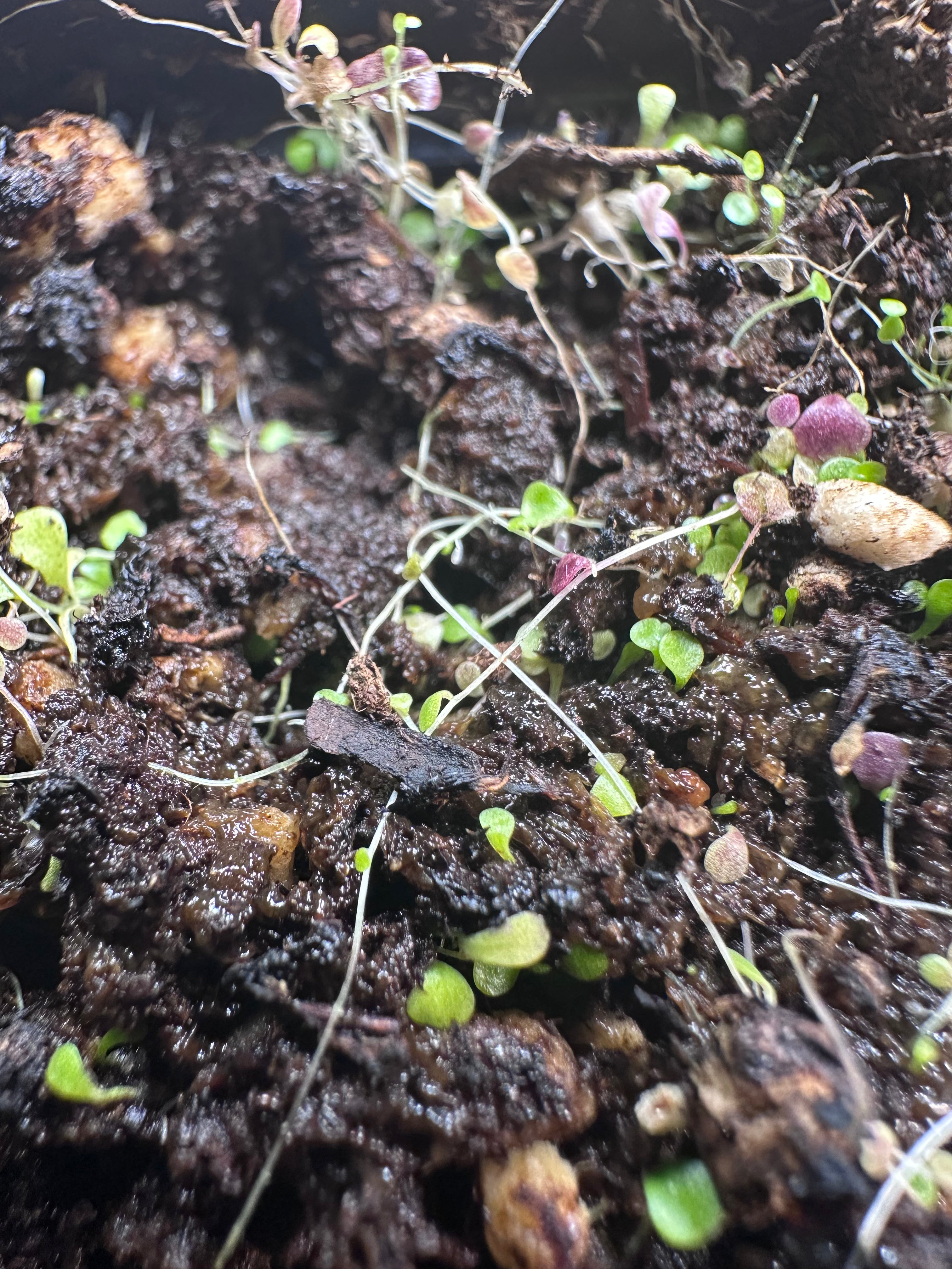 Utricularia sandersonii