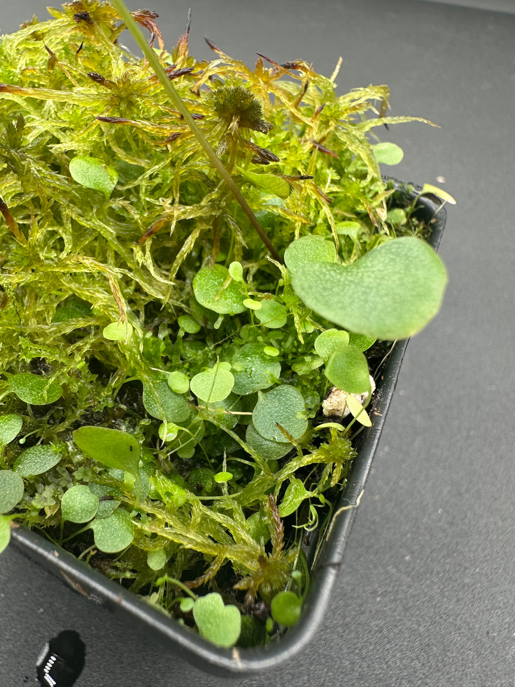 Utricularia nephrophylla
