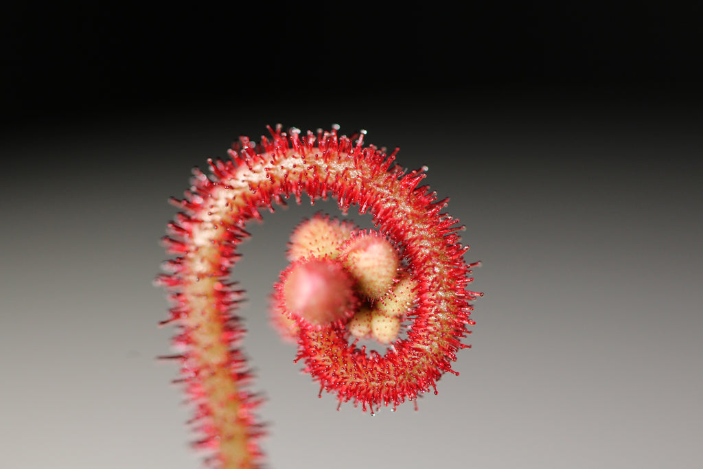 Drosera ascendens