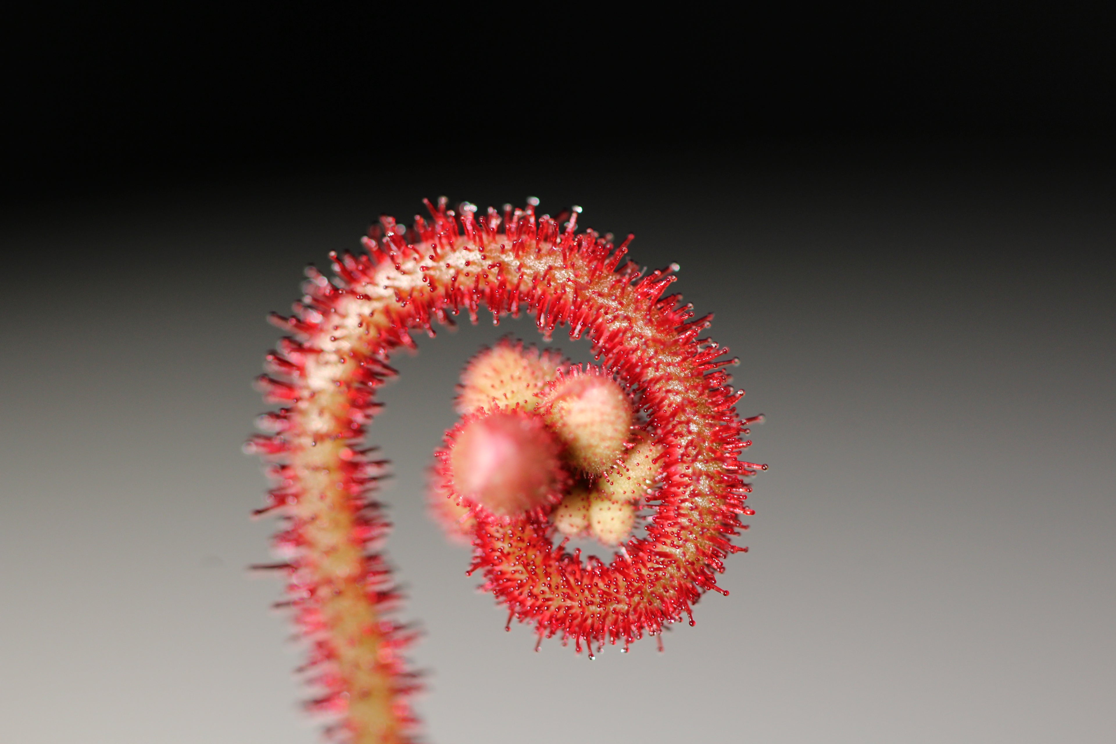 Drosera ascendens