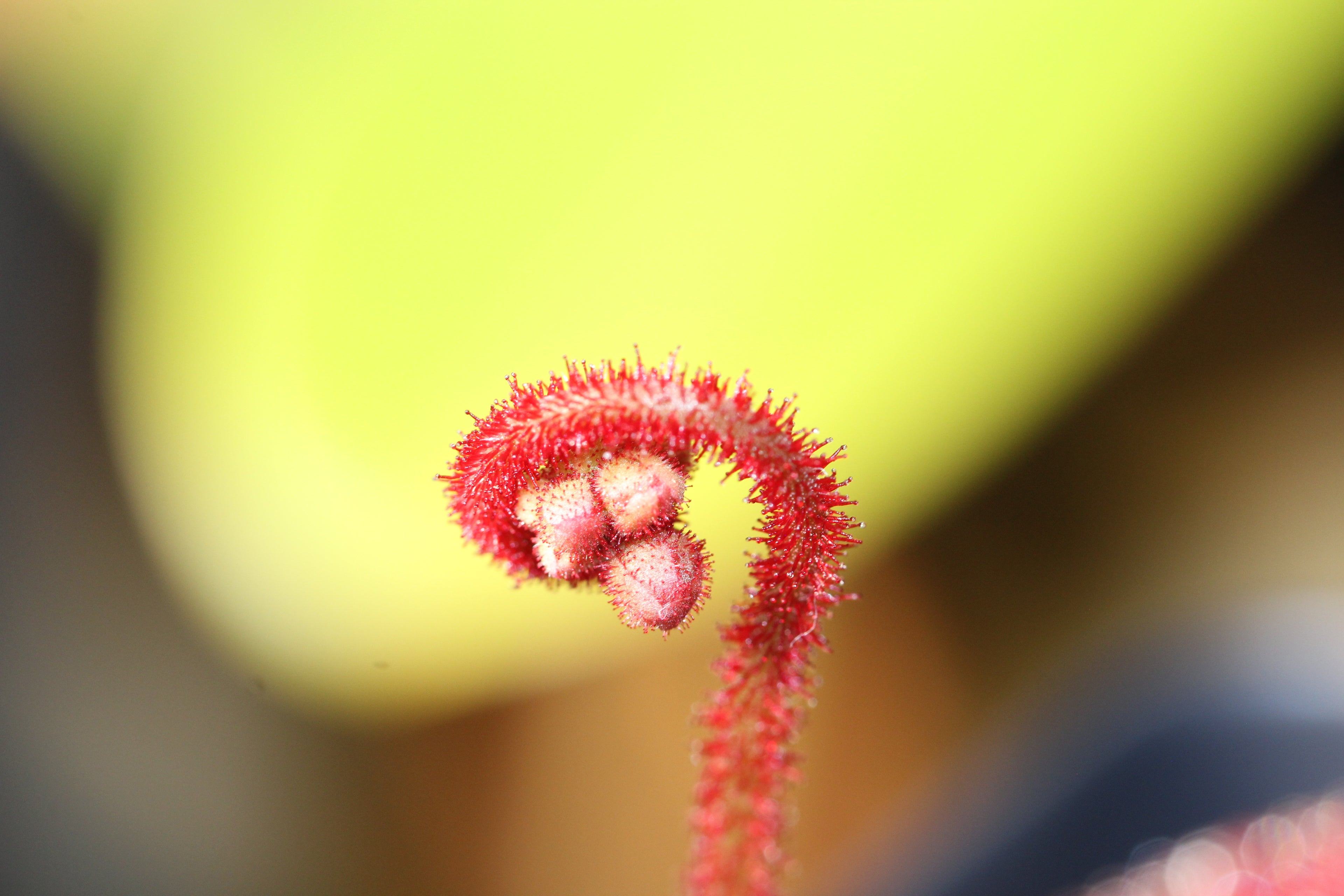 Drosera ascendens