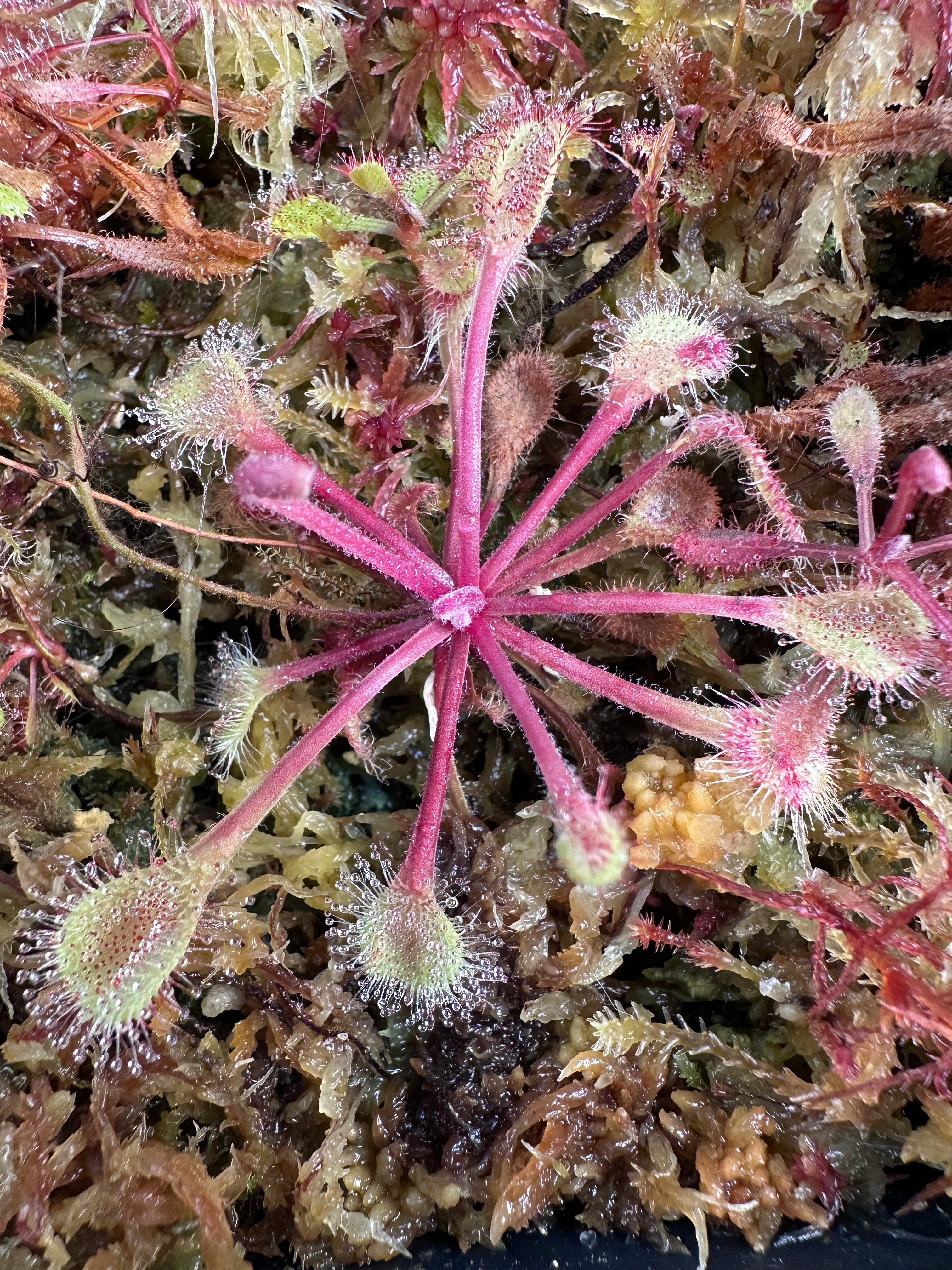 Drosera collinsae seeds