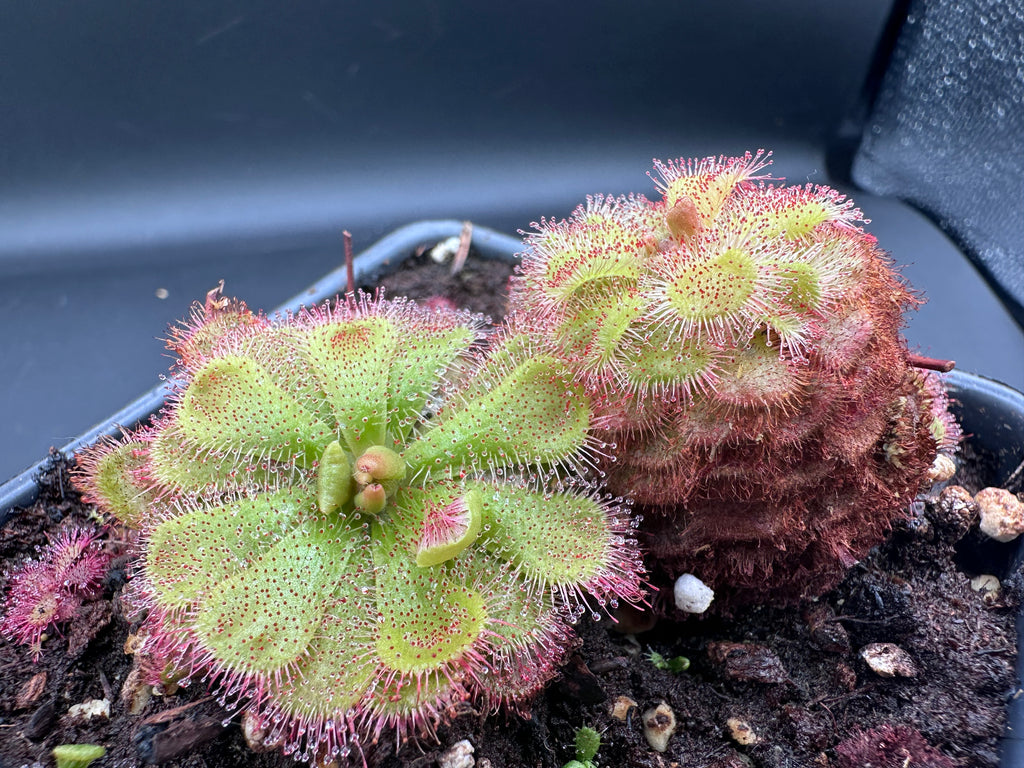 Drosera admirabilis (800m asl Bainskloof, ZAF)