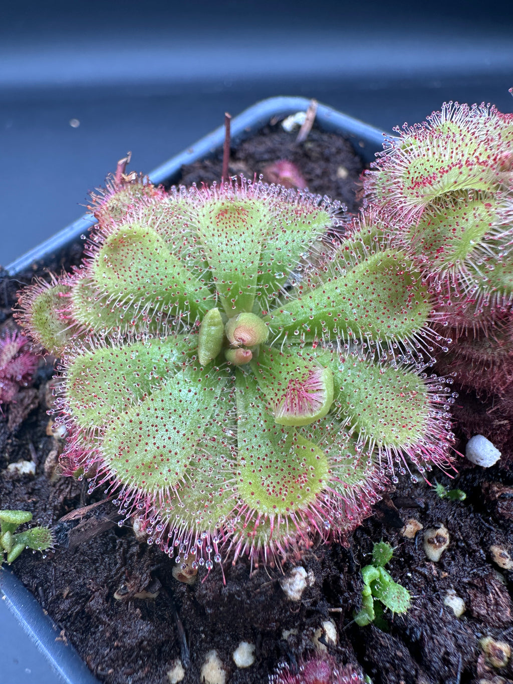 Drosera admirabilis (800m asl Bainskloof, ZAF)