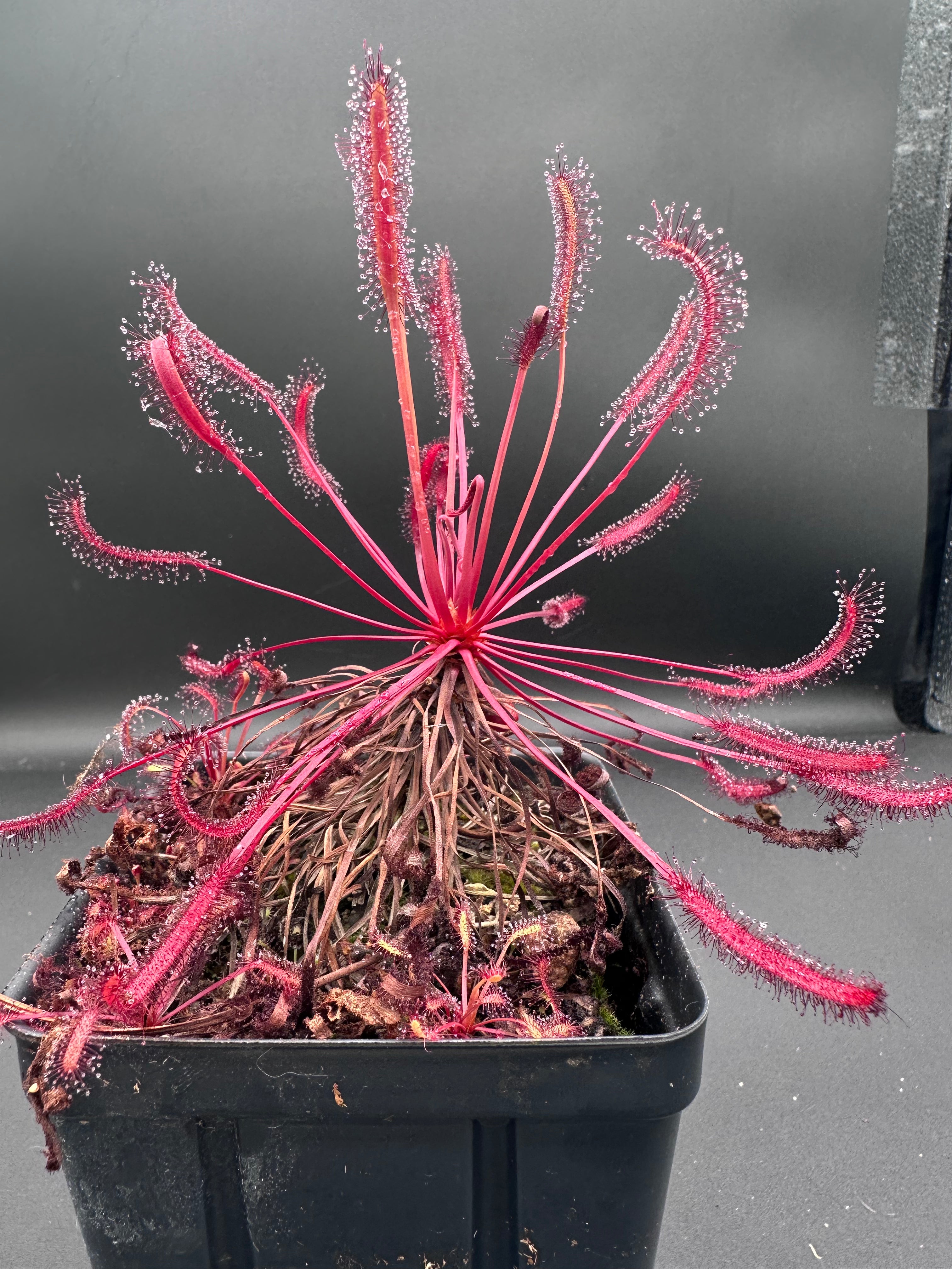 Drosera Capensis "Rubra" seeds 50+