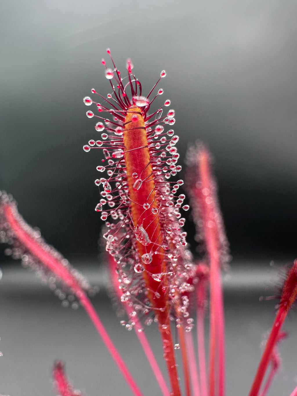 Drosera Capensis "Rubra" seeds 50+