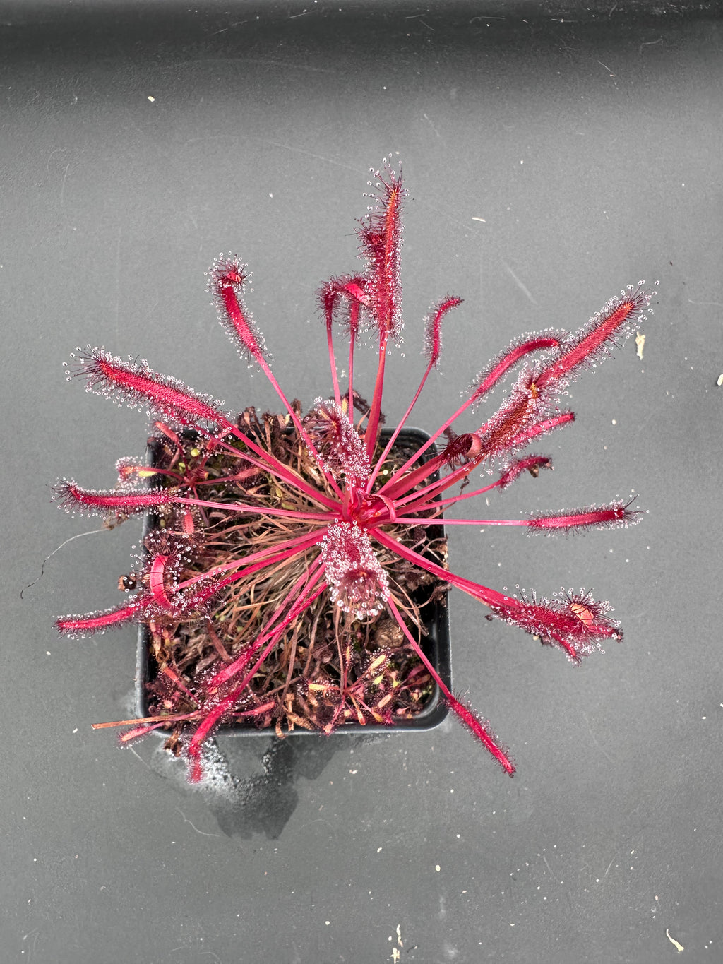 Drosera Capensis "Rubra" seeds 50+