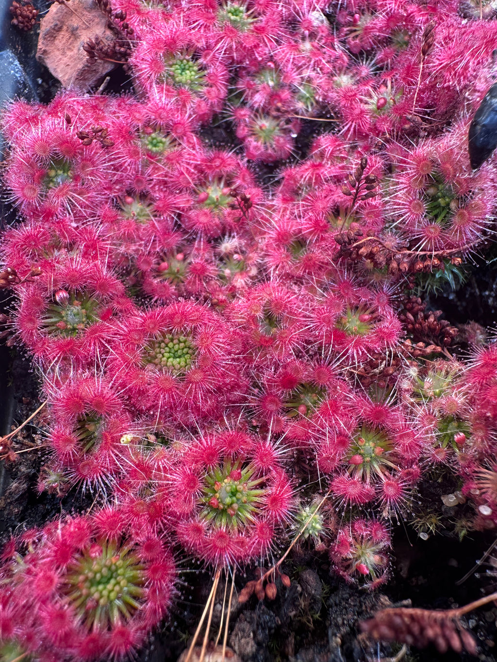 Drosera micrantha (Cranbrook, WA, AUS) gemmae (20 count)