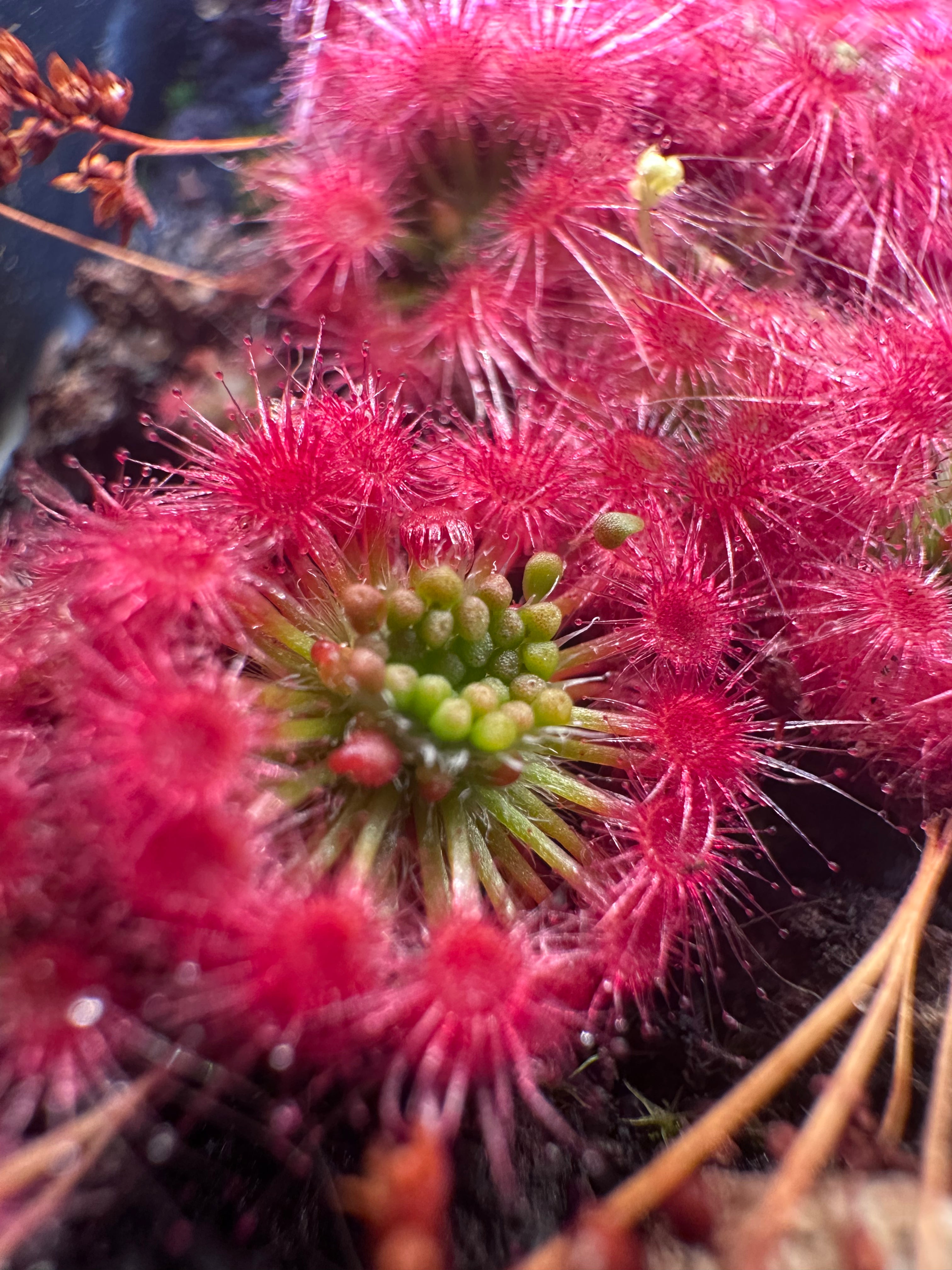 Drosera micrantha (Cranbrook, WA, AUS) gemmae (20 count)