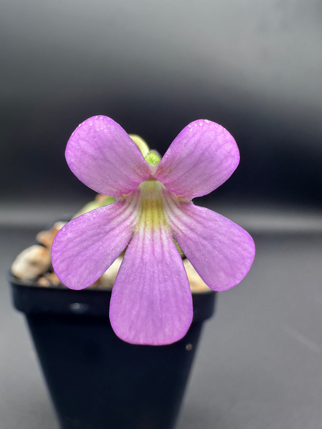 Pinguicula "Marciano"