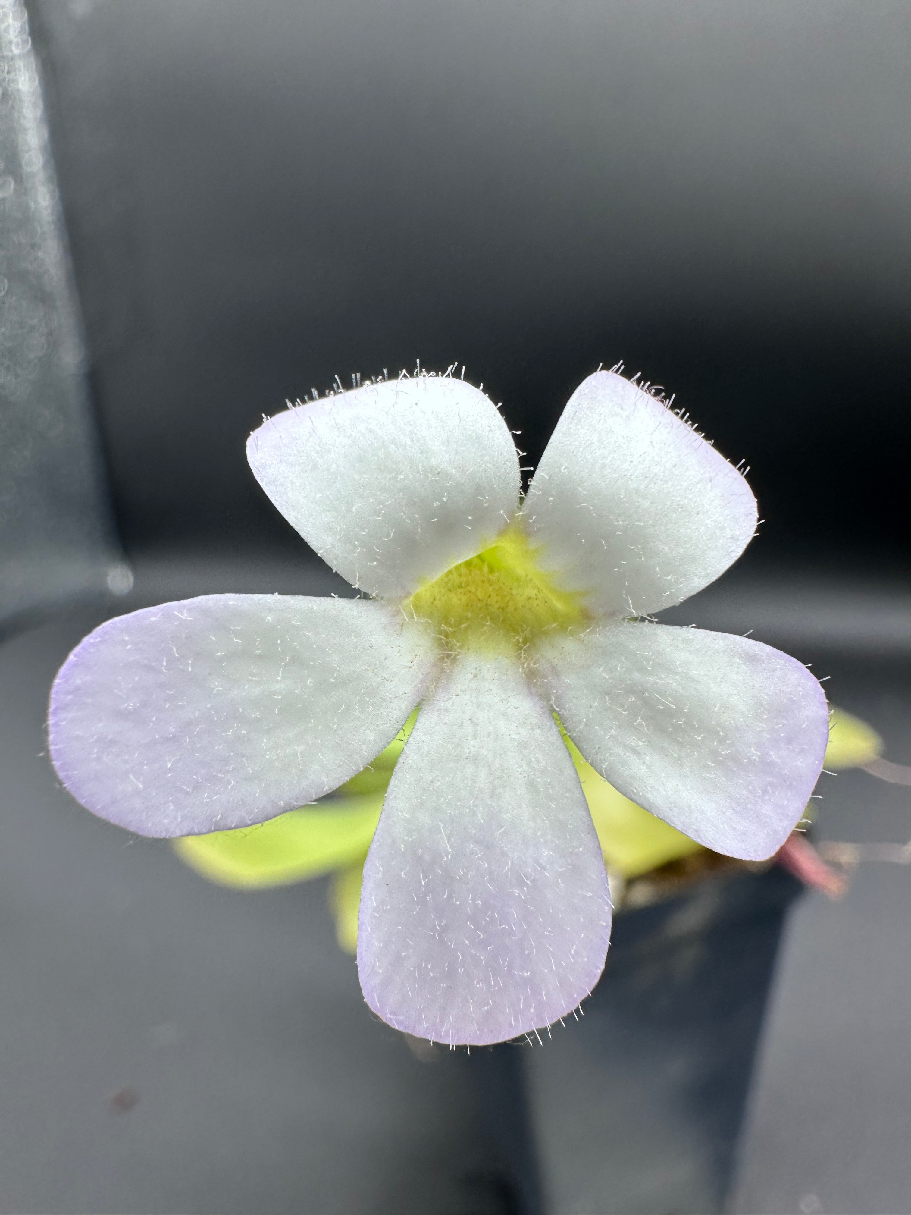 Pinguicula agnata (Zimapán, México)