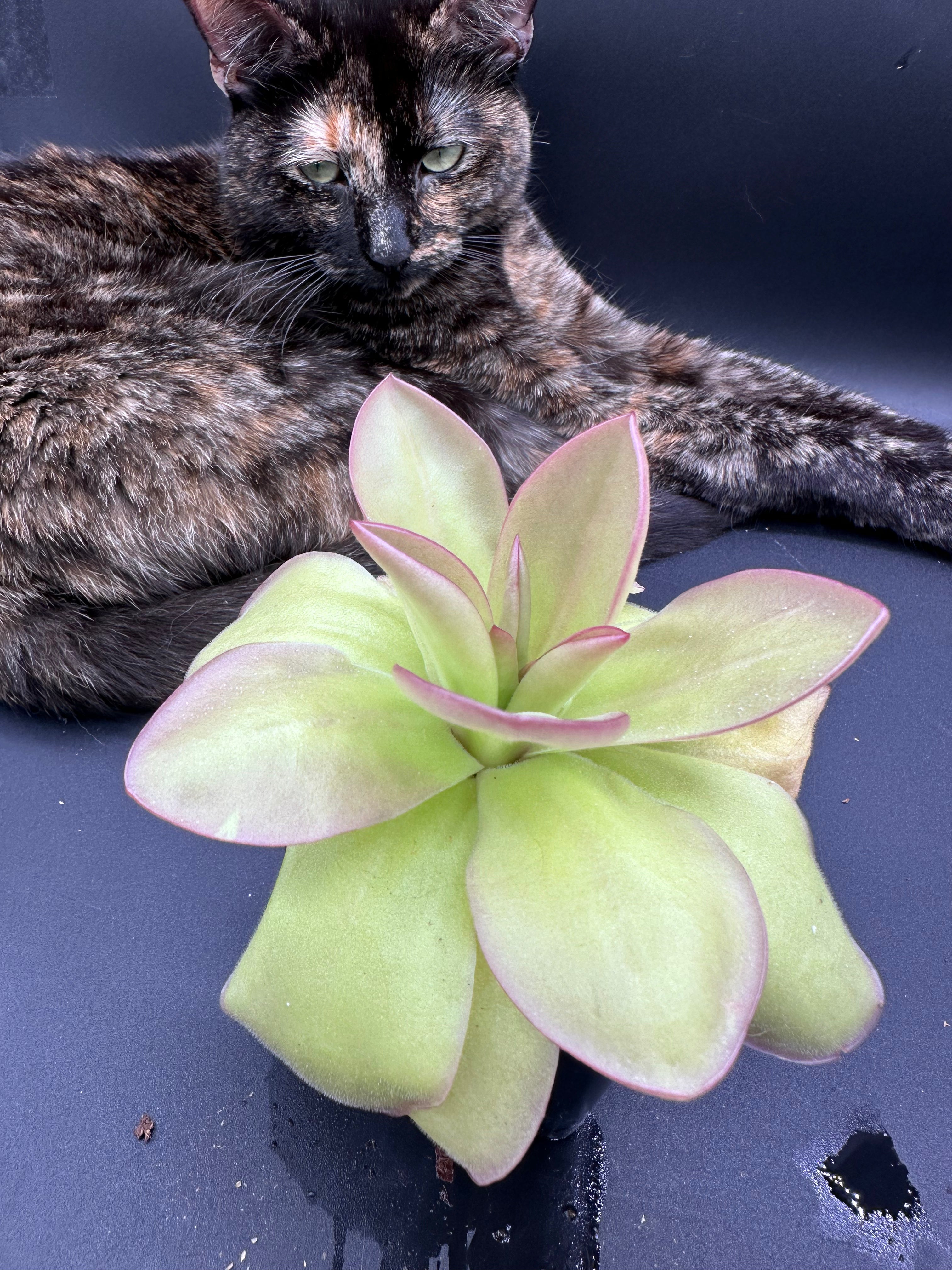 Pinguicula gigantea x laueana