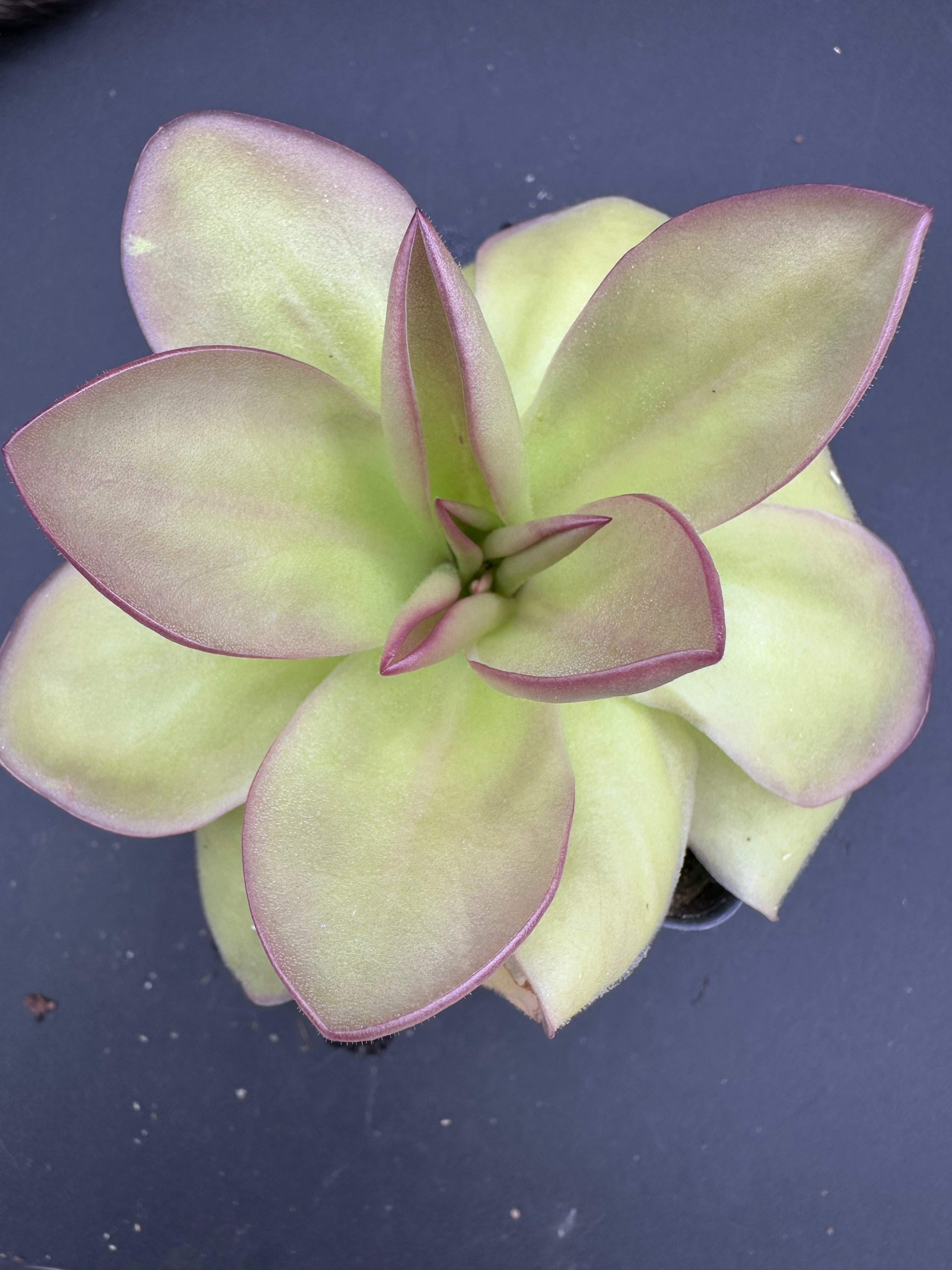 Pinguicula gigantea x laueana