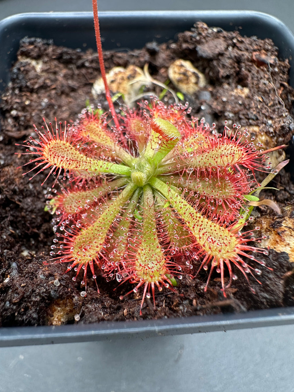 Drosera spatulata seeds