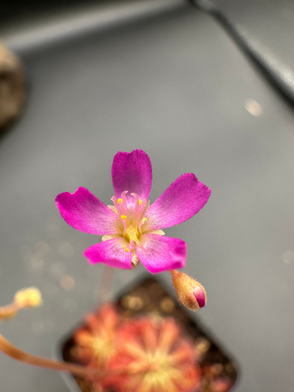 Drosera spatulata seeds
