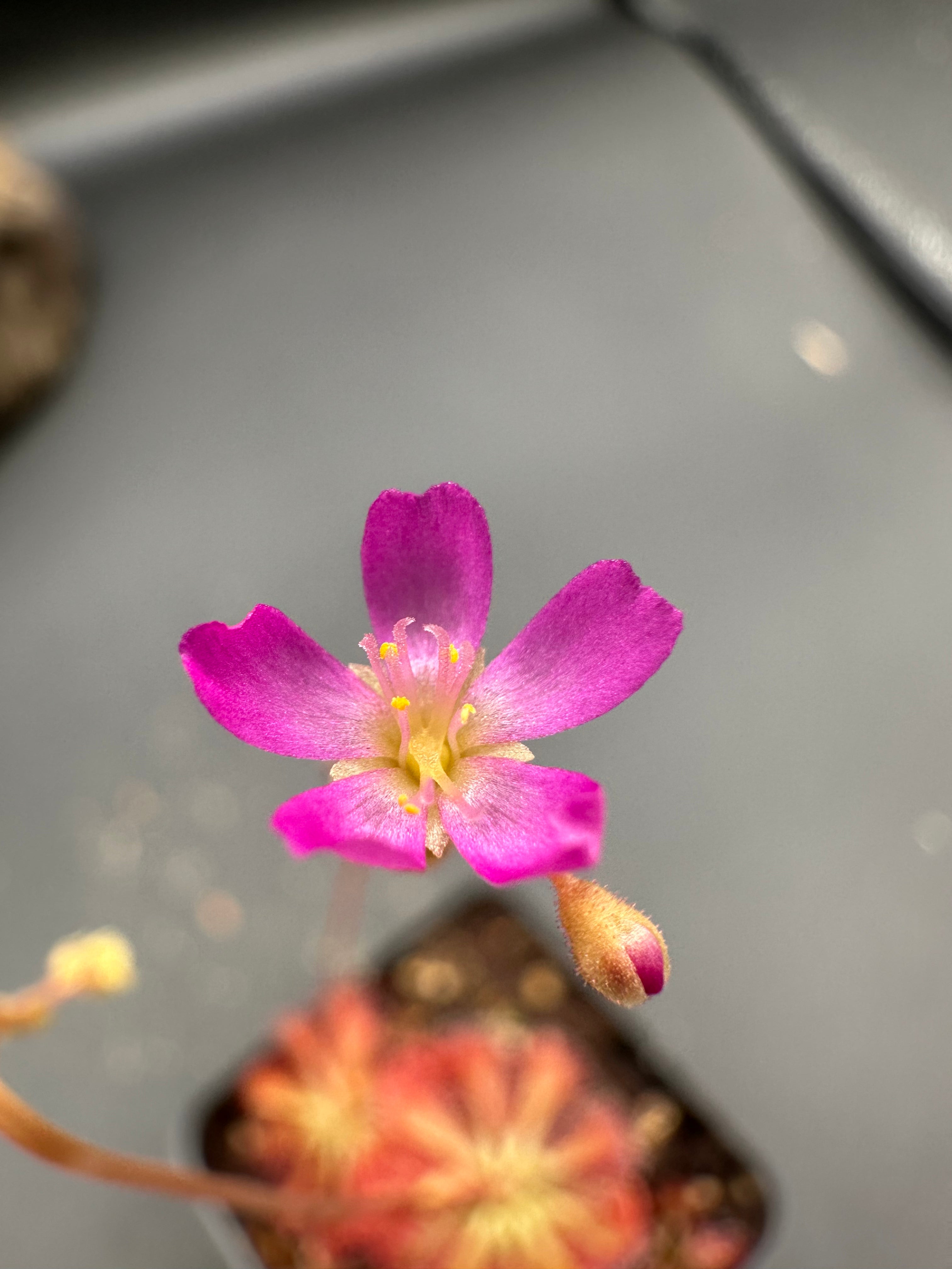 Drosera spatulata seeds
