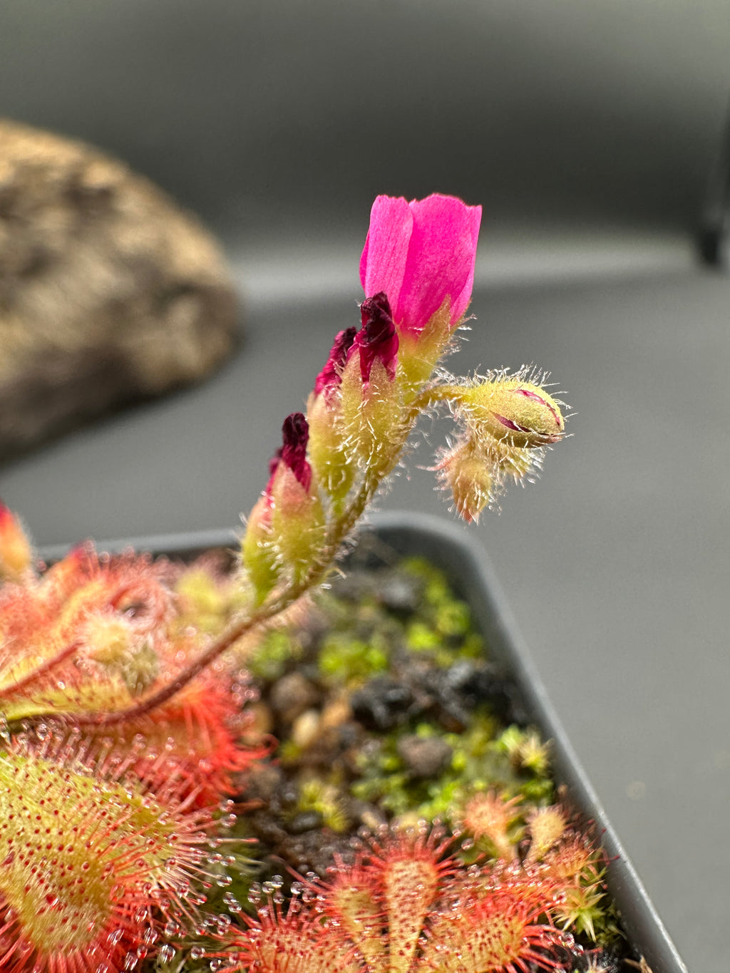 Drosera spatulata var. gympiensis seeds