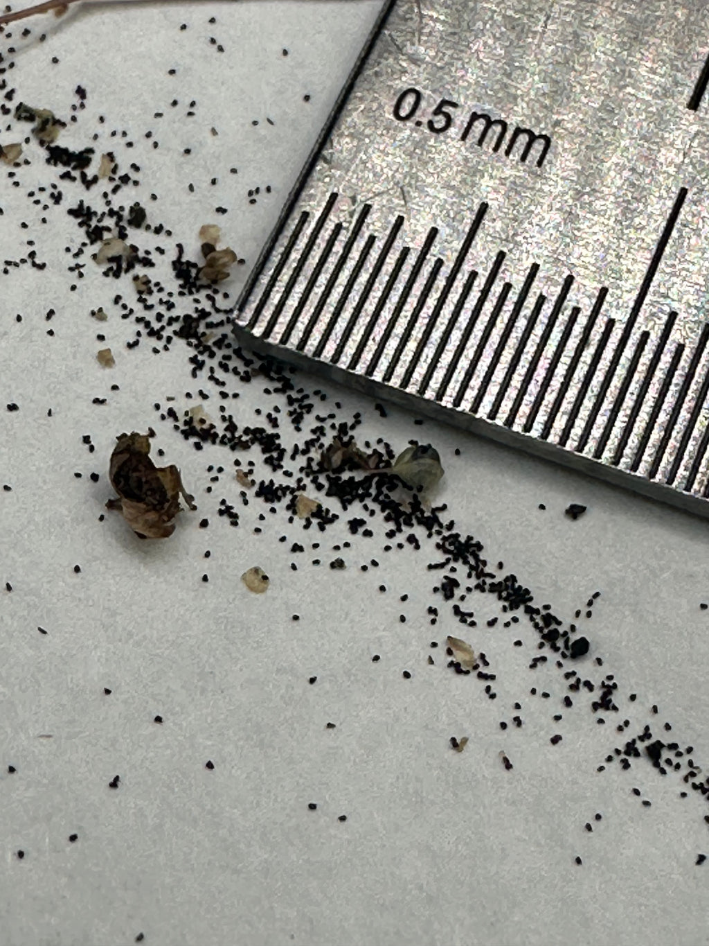 Utricularia subulata seeds