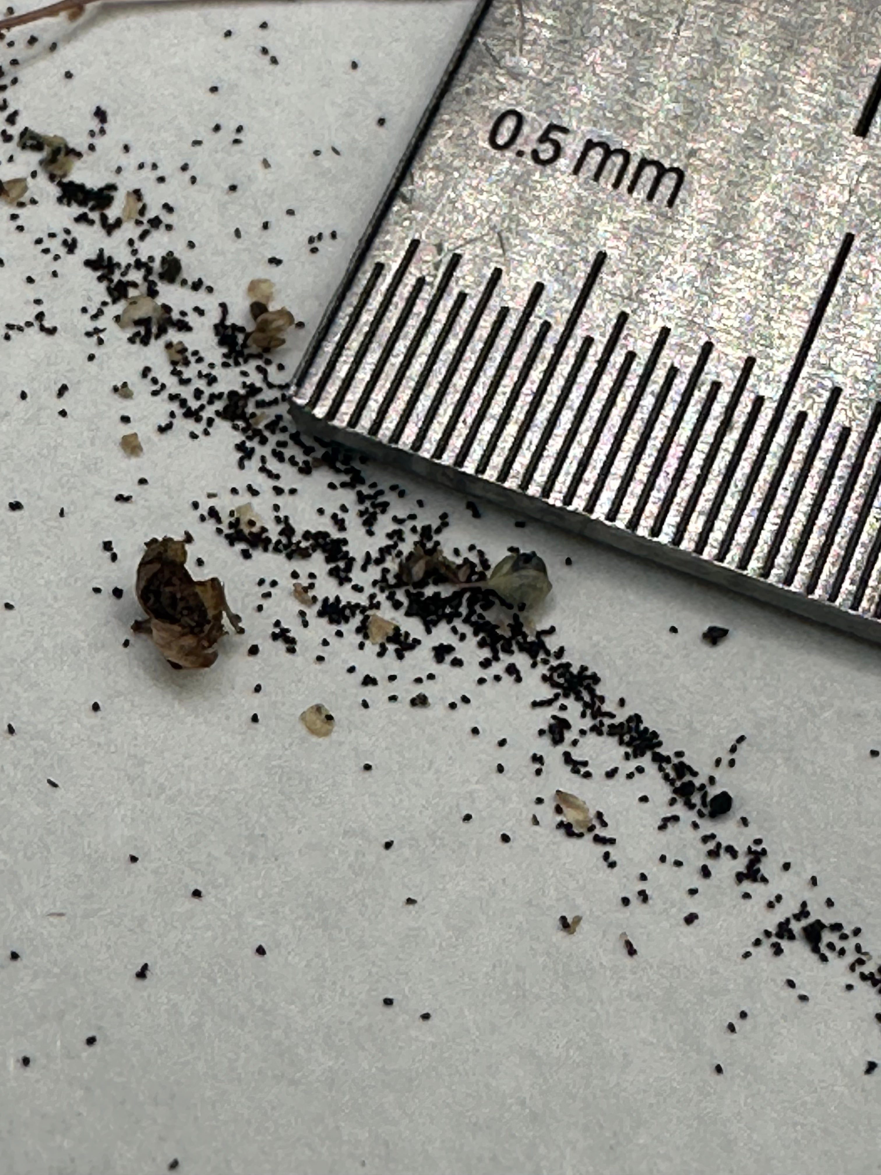 Utricularia subulata seeds