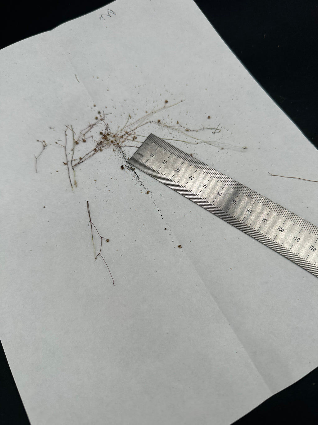 Utricularia subulata seeds