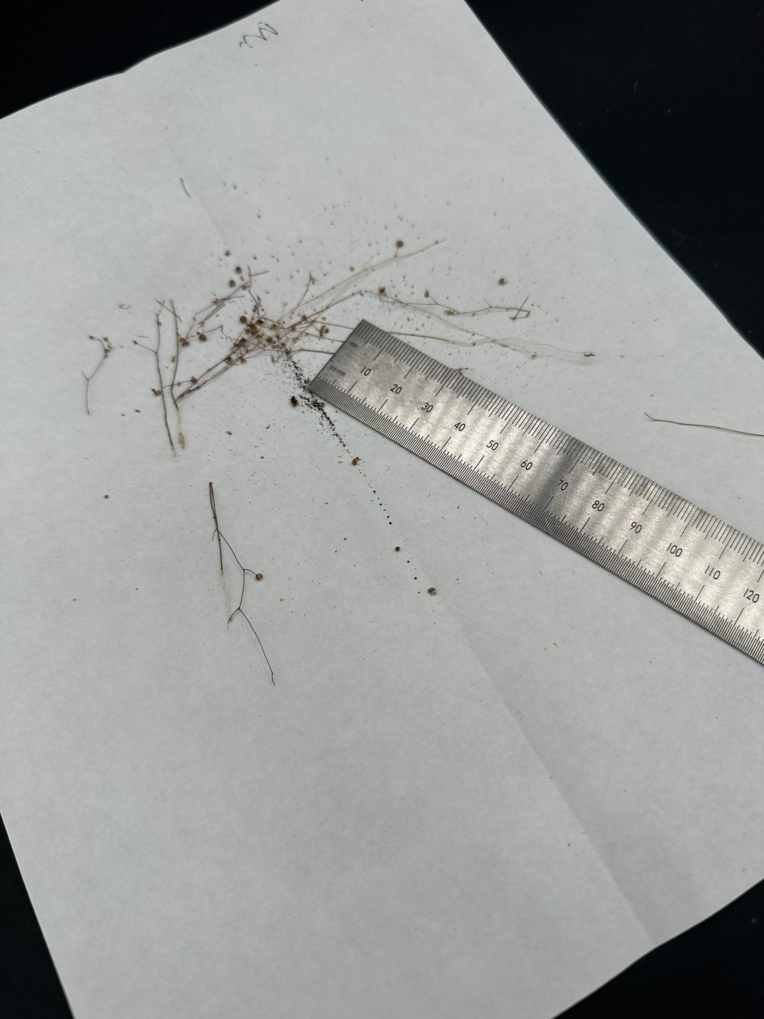 Utricularia subulata seeds