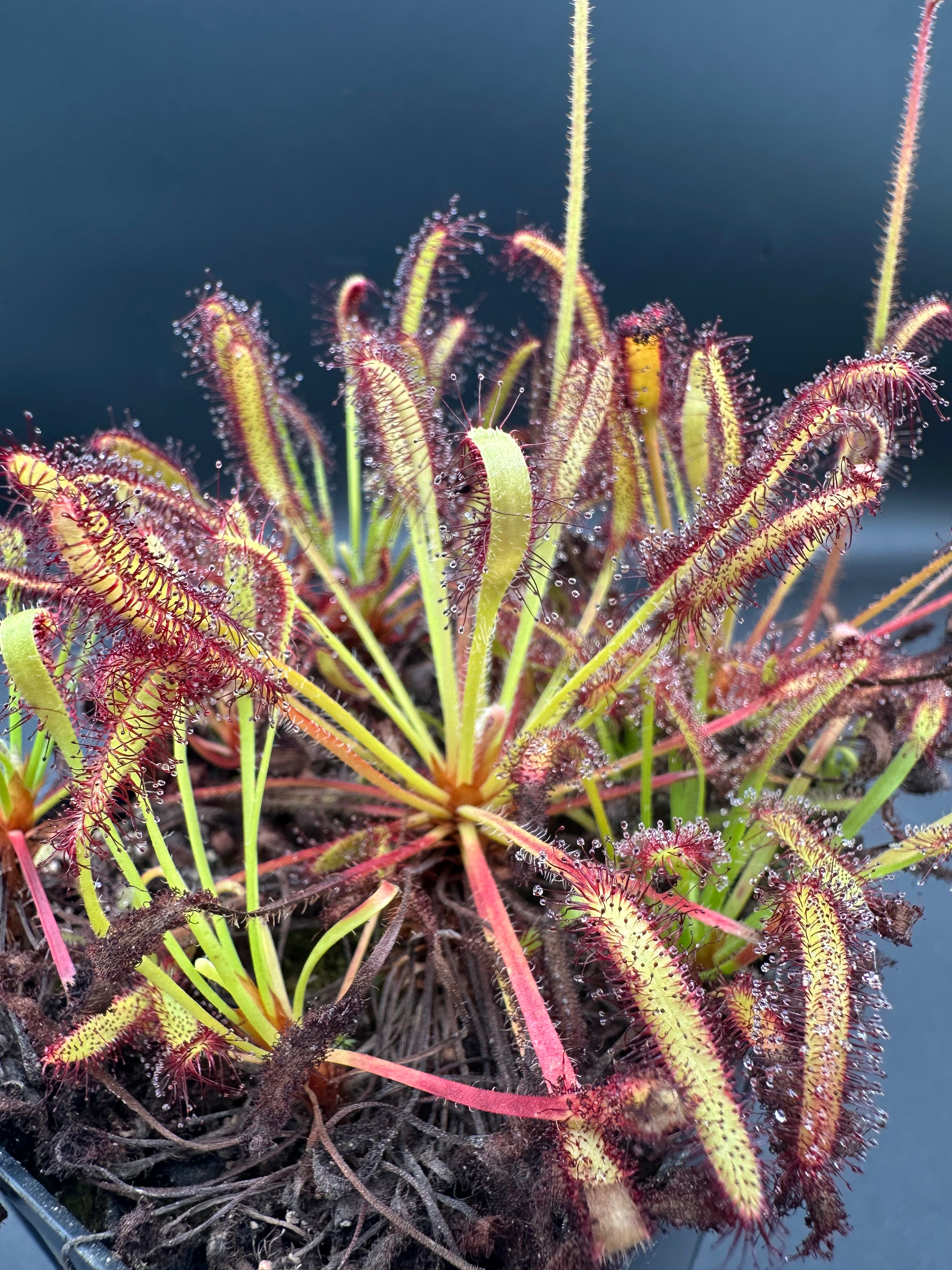 Drosera capensis (Betty's Bay, ZAF) seeds