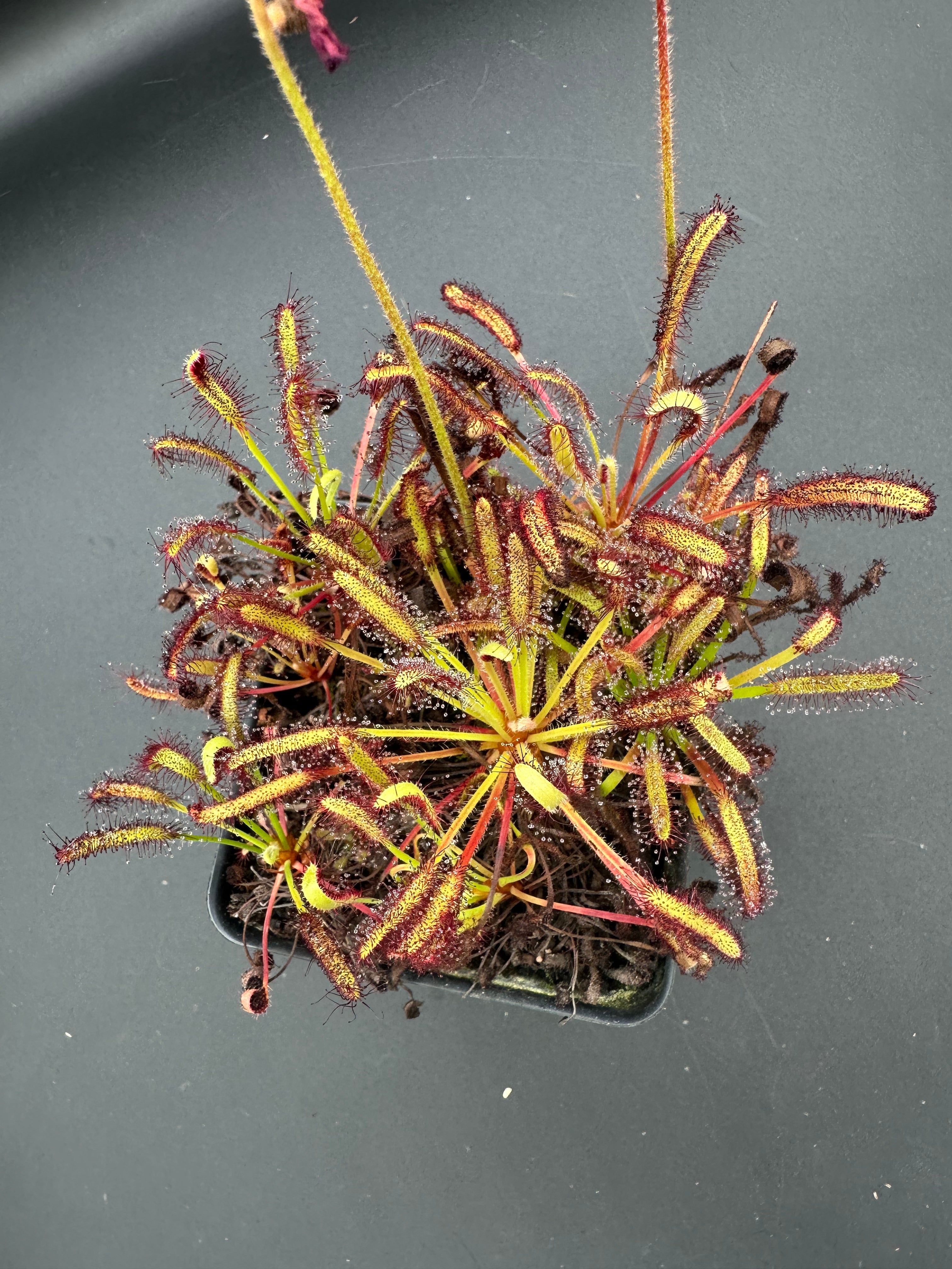 Drosera capensis (Betty's Bay, ZAF) seeds