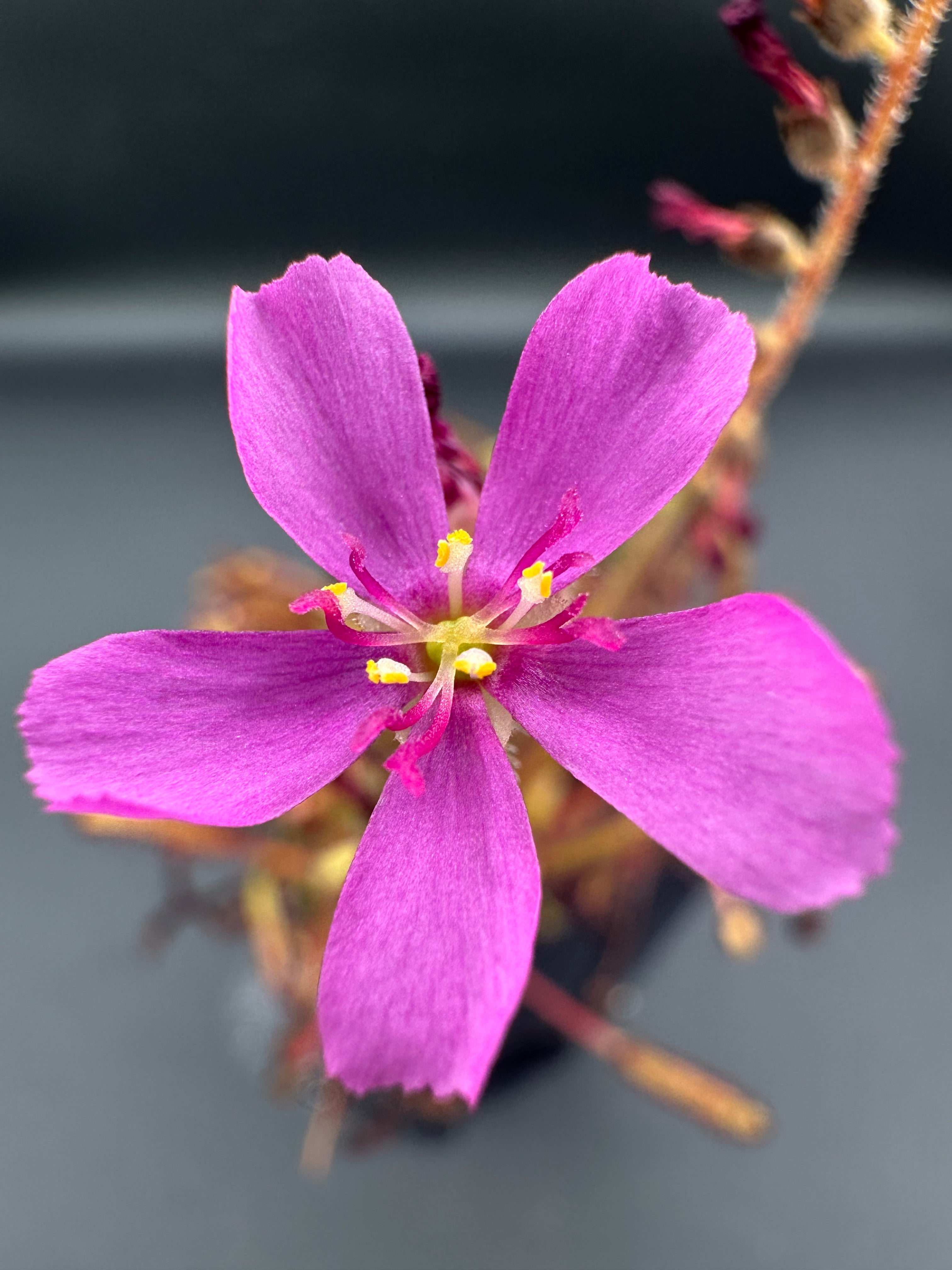 Drosera capensis (Betty's Bay, ZAF) seeds