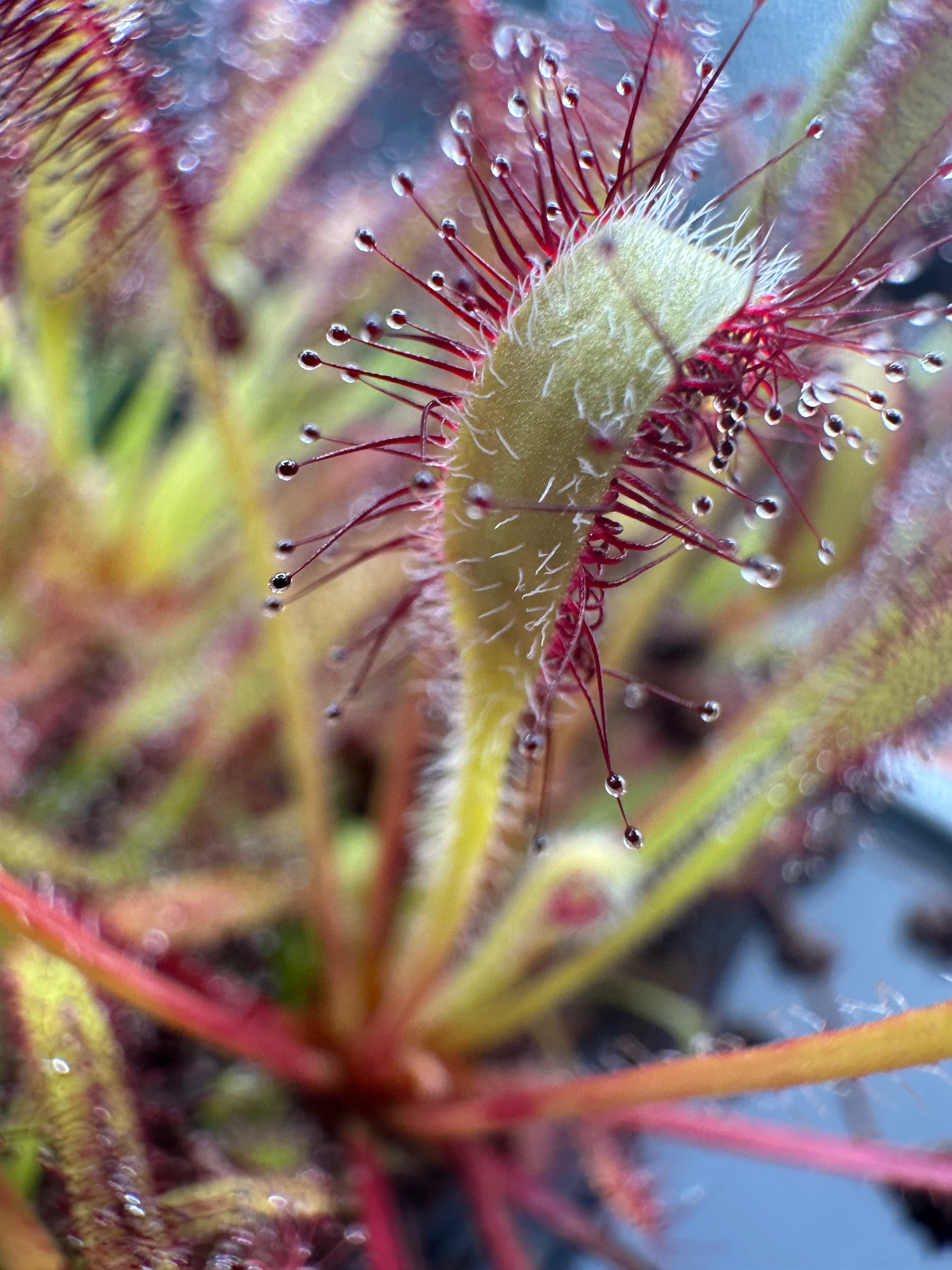 Drosera capensis (Betty's Bay, ZAF) seeds