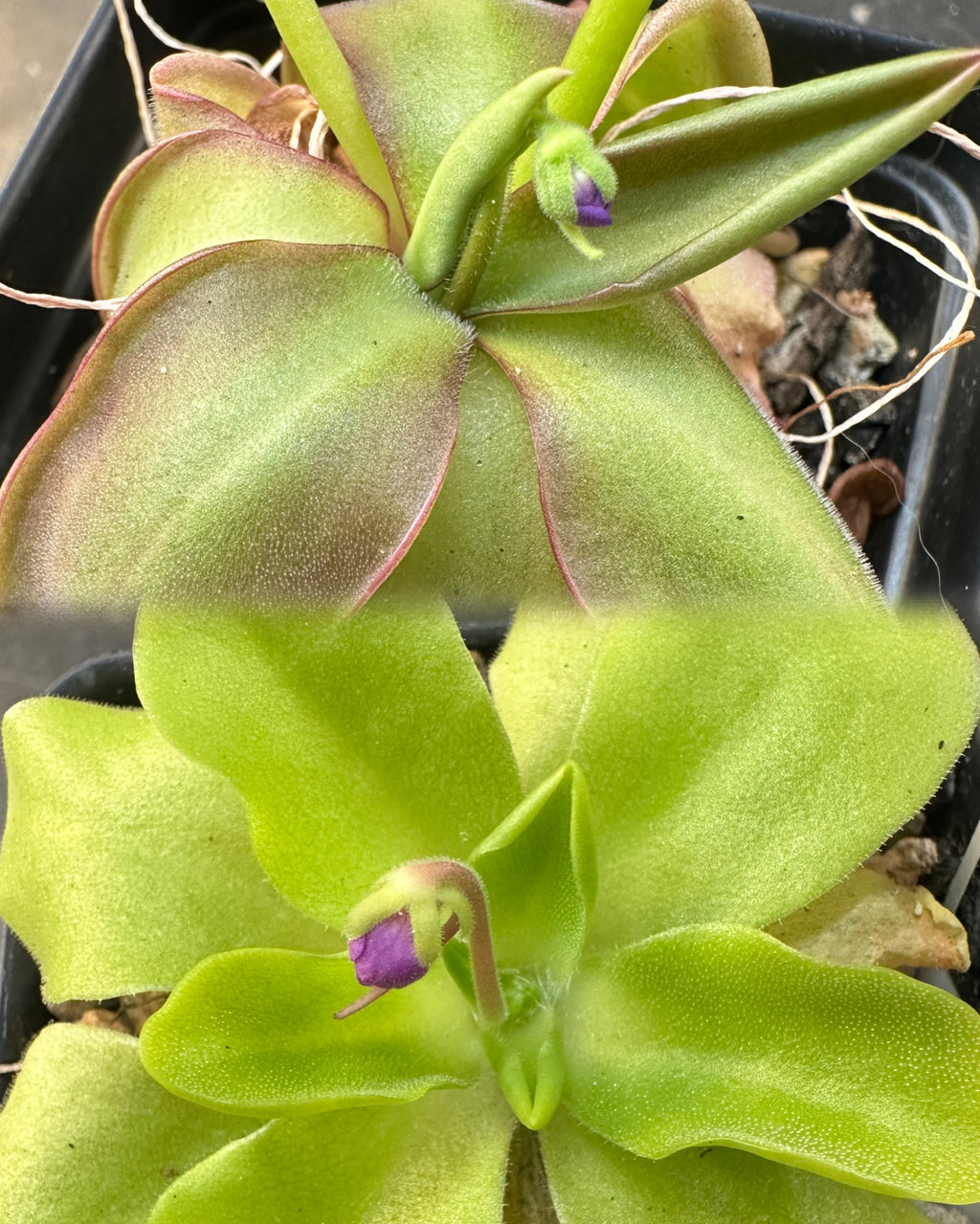 Pinguicula sp. Pachuca x elizabethiae seeds