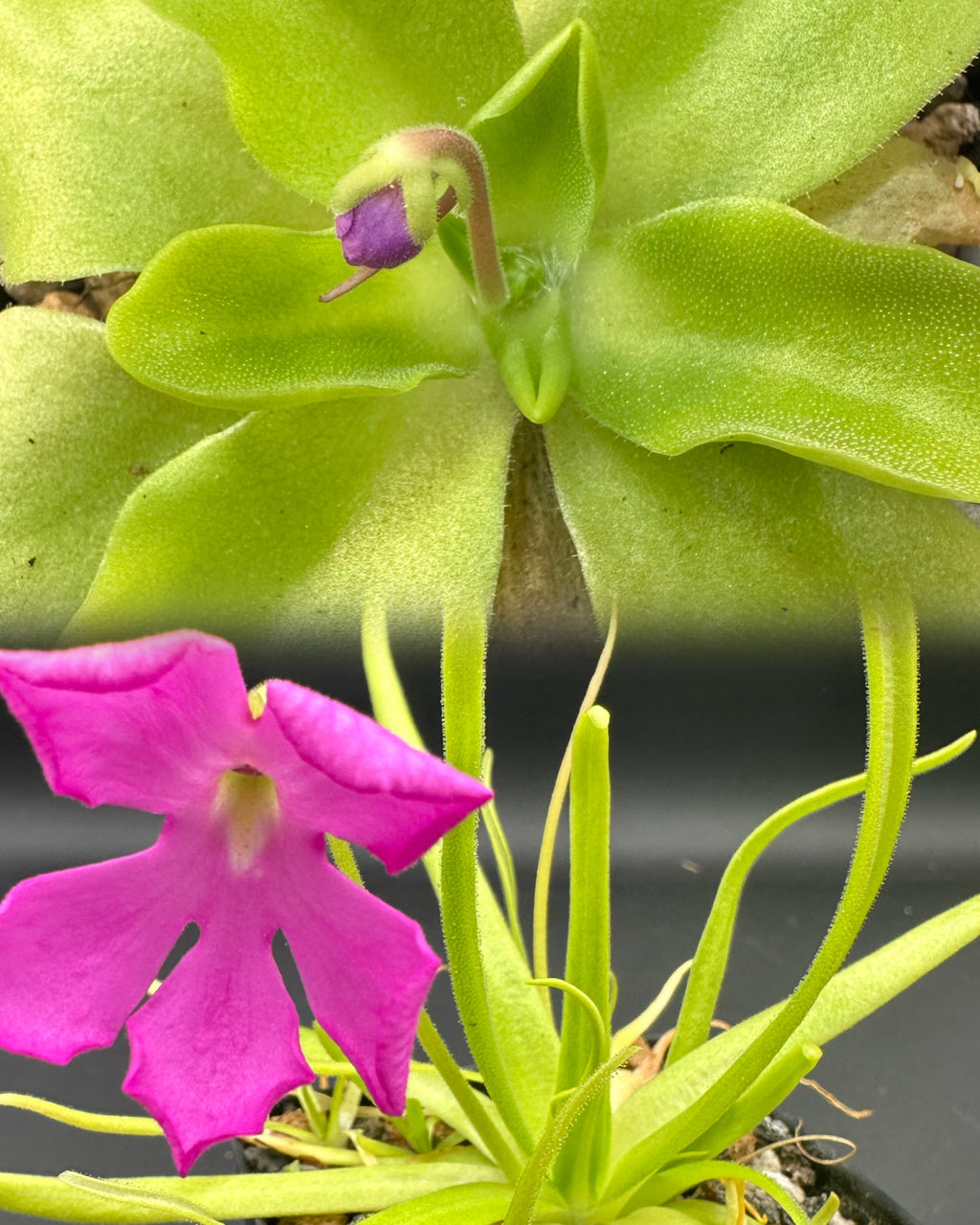 Pinguicula moctezumae x elizabethiae seeds