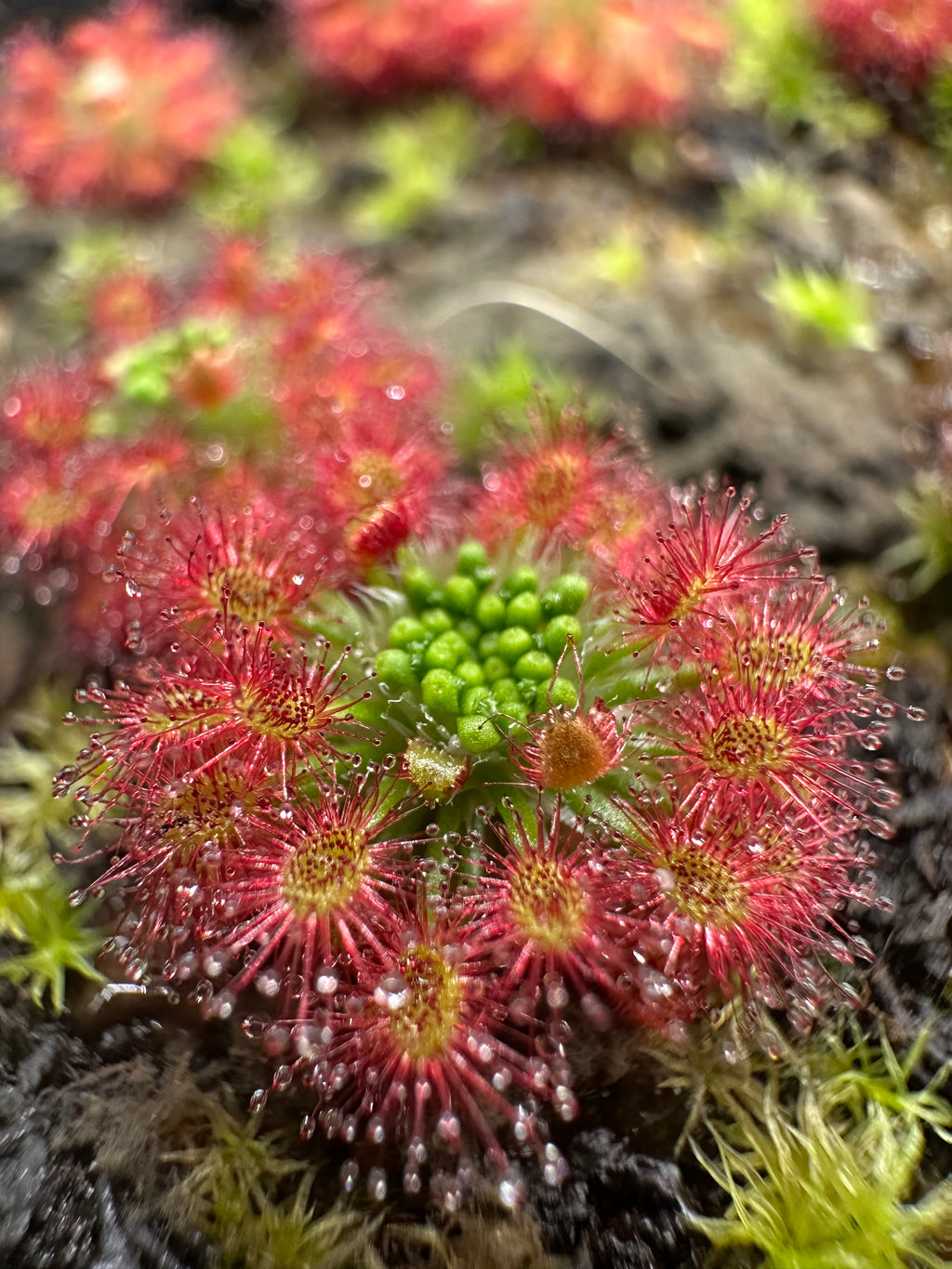 Drosera roseana gemmae 15 count