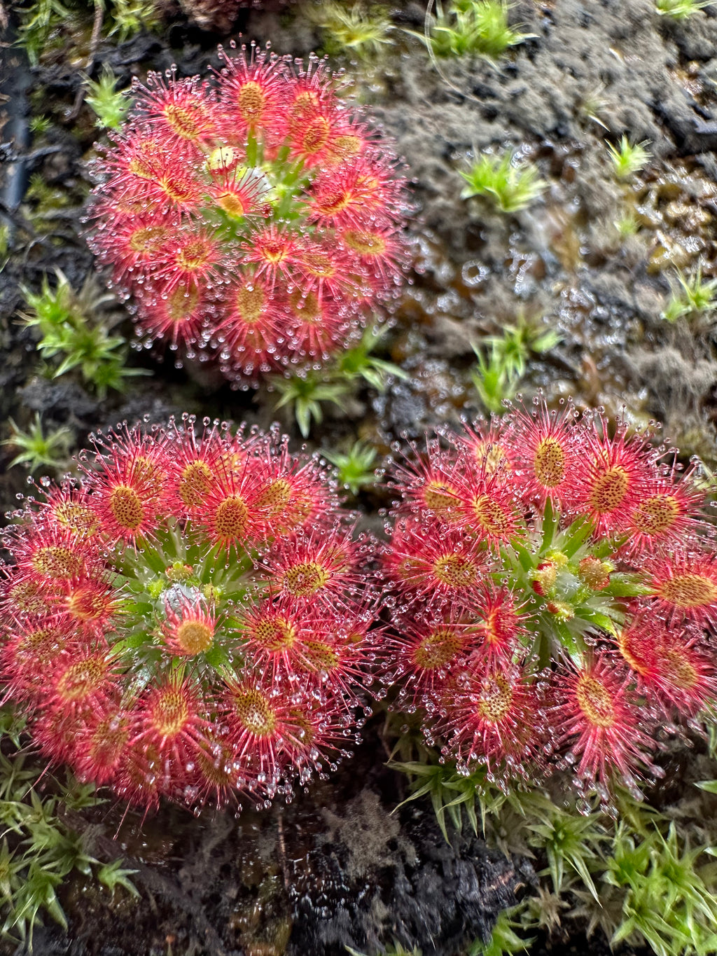 Drosera roseana gemmae 15 count
