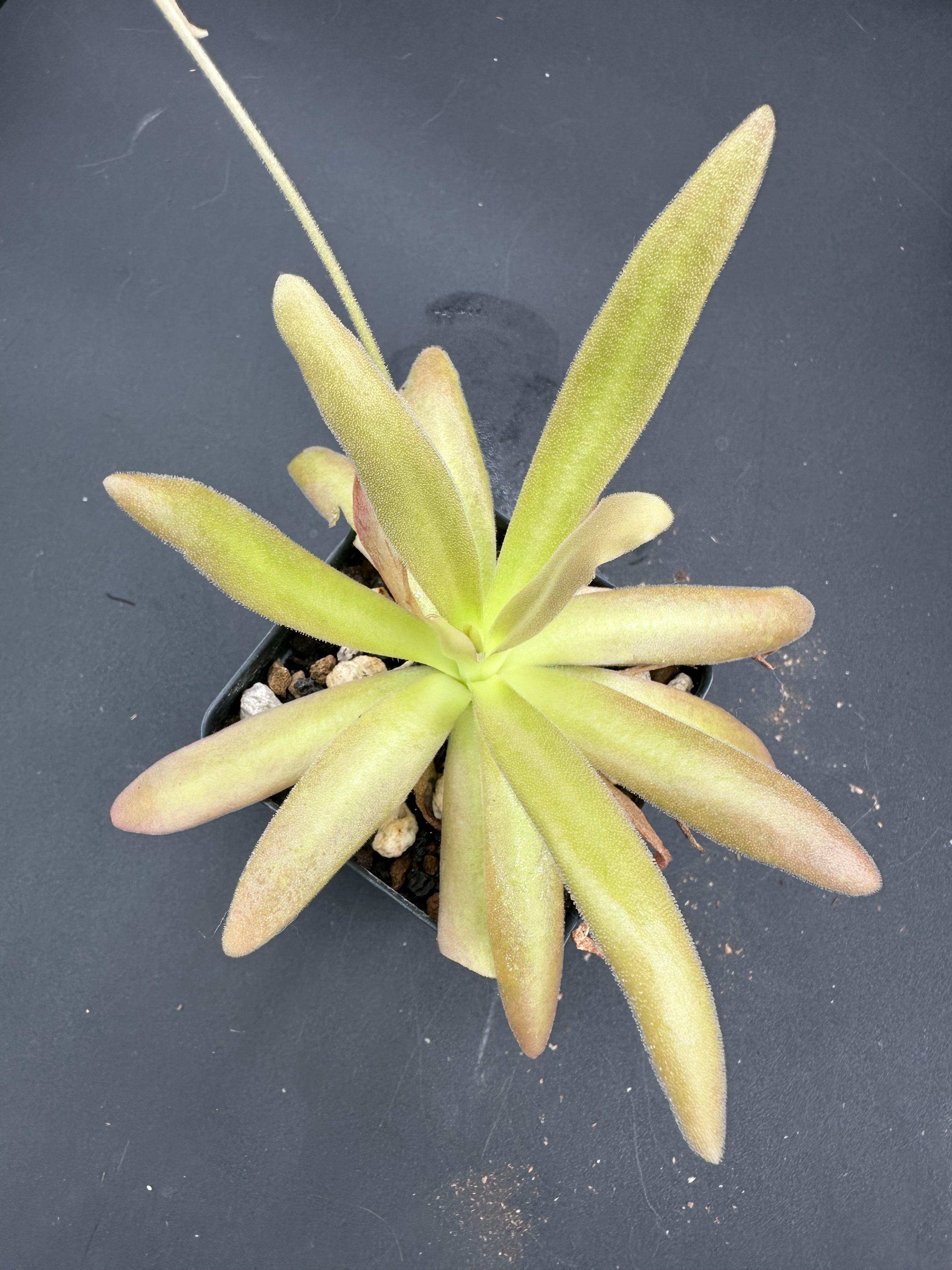 Pinguicula 'Aphrodite'