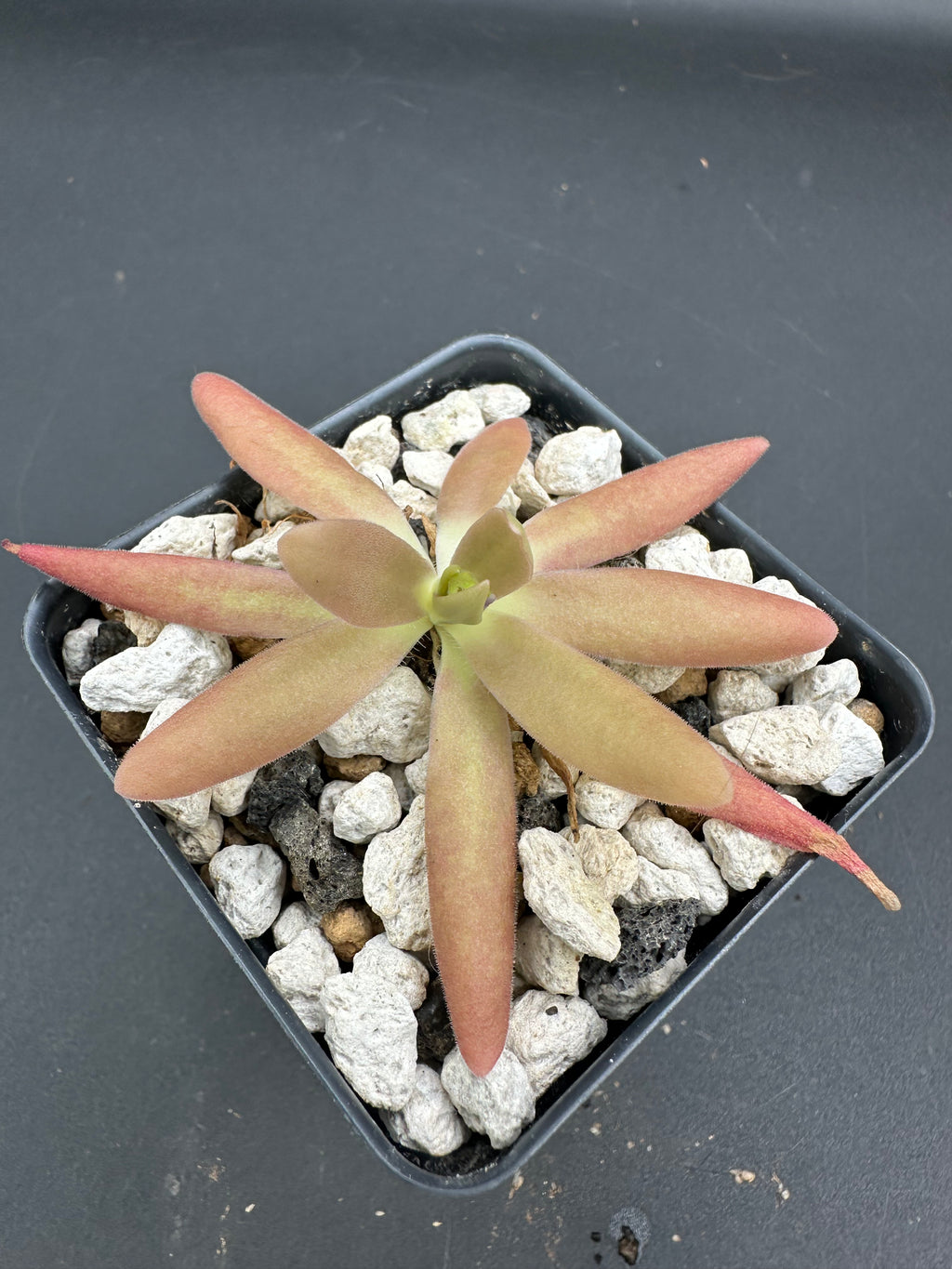 Pinguicula 'Aphrodite'