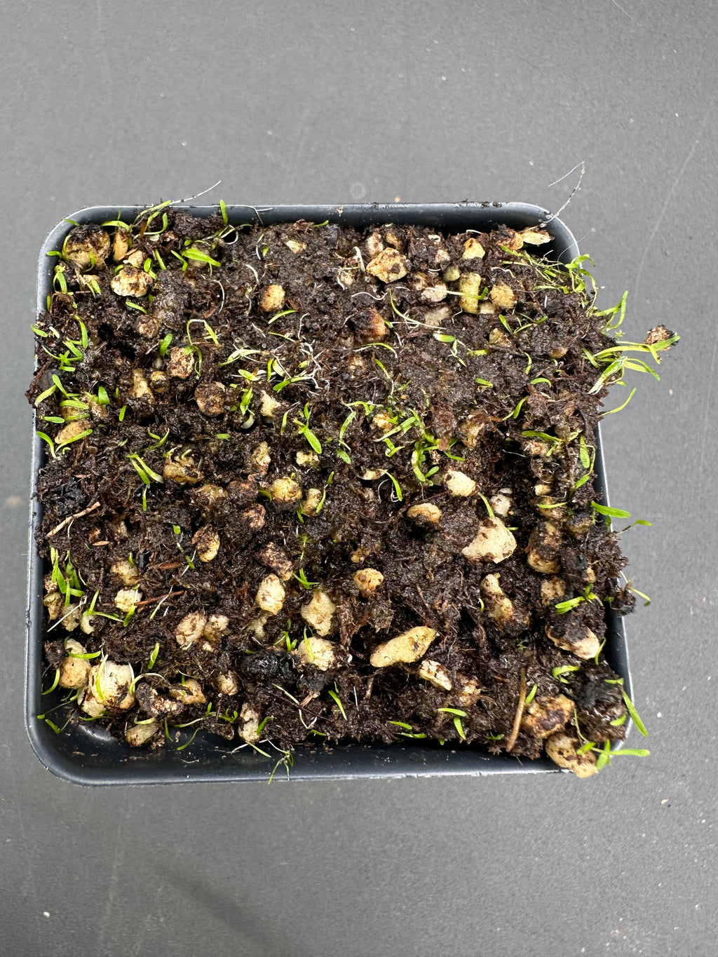 Utricularia simplex (Karridale, WA, AUS)