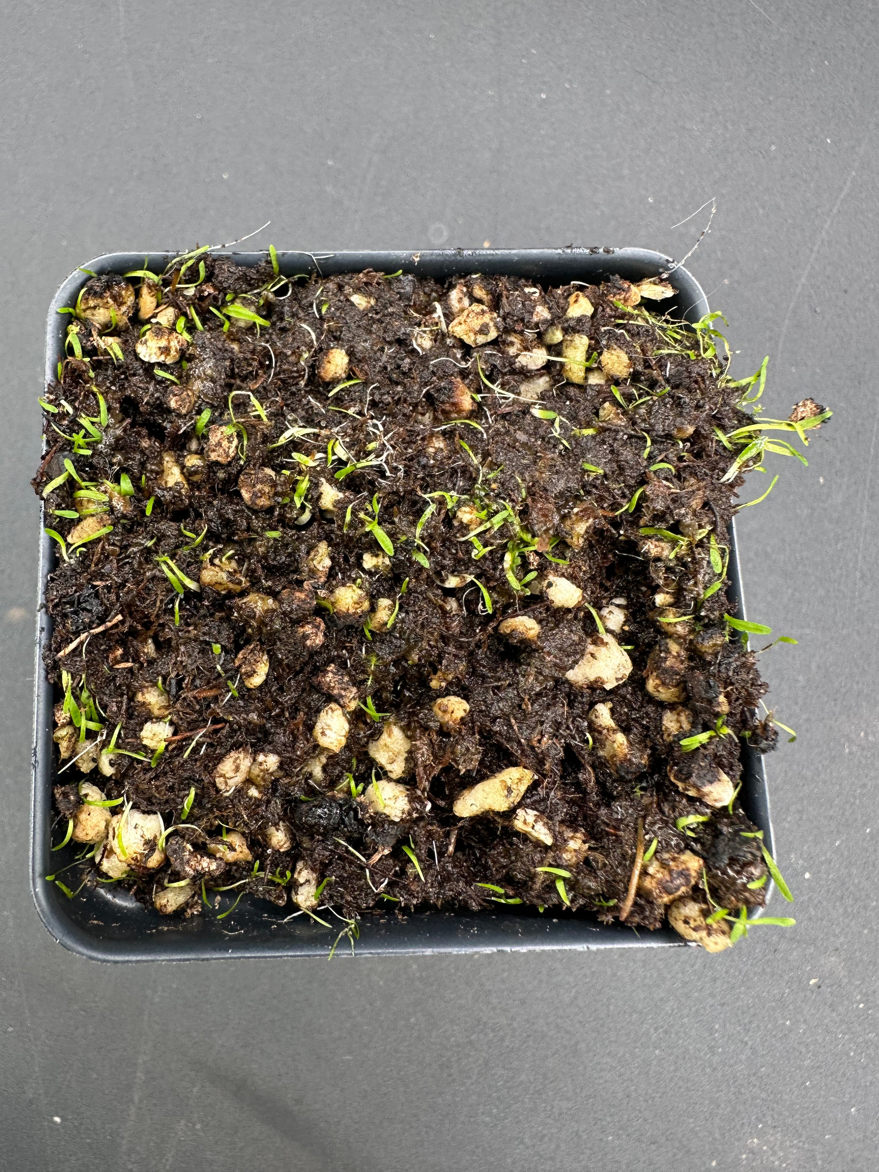 Utricularia simplex (Karridale, WA, AUS)