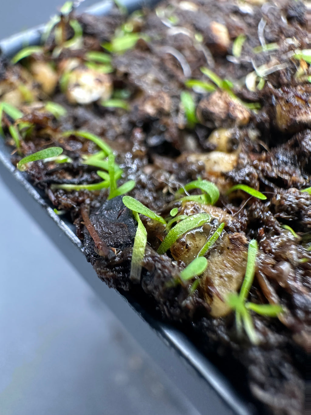 Utricularia simplex (Karridale, WA, AUS)