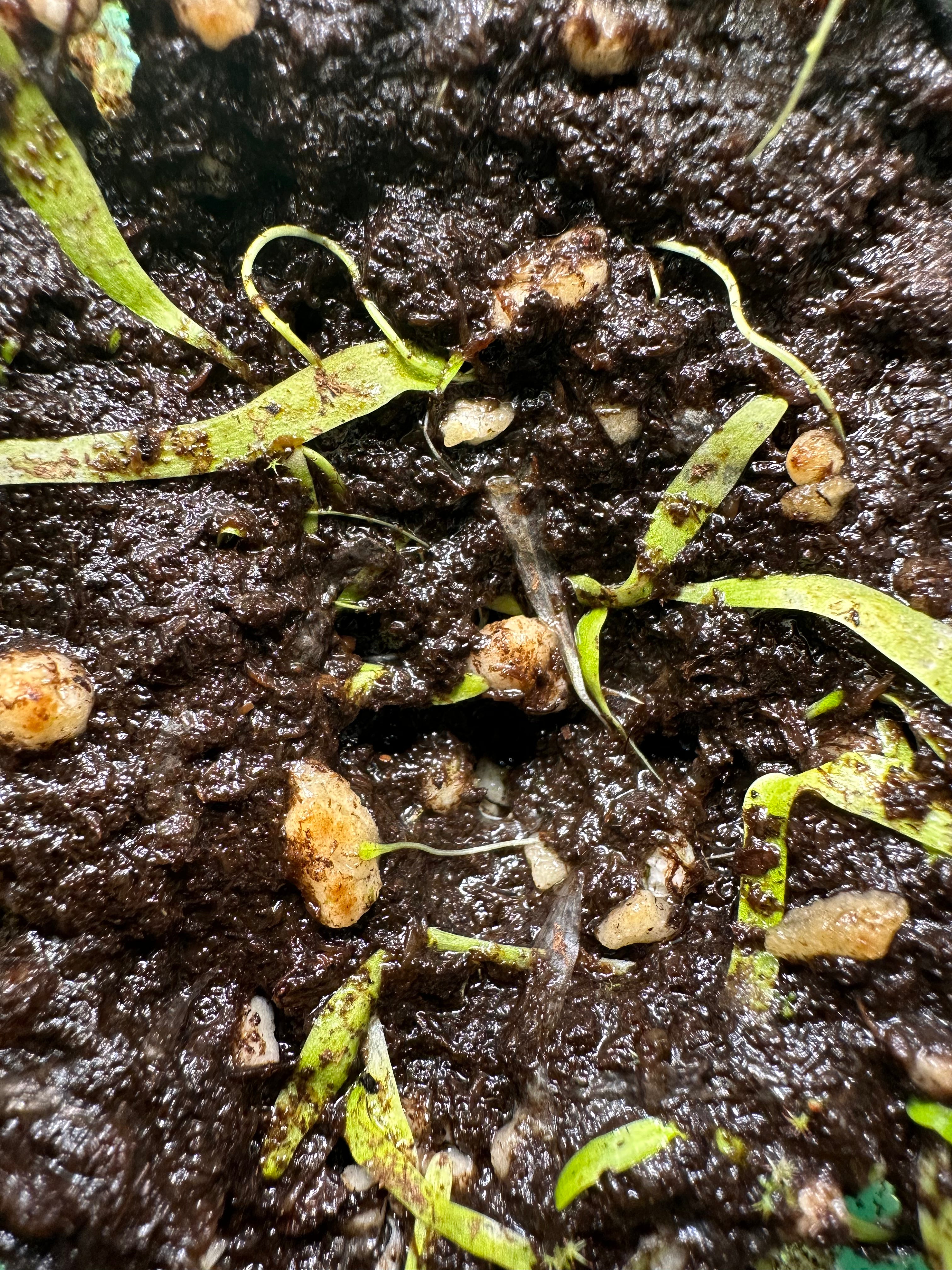 Utricularia prehensilis (S of Lumata, COD)