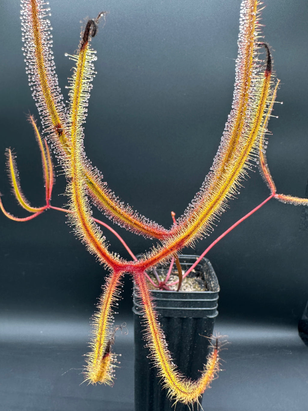 Drosera binata var. dichotoma "Giant"