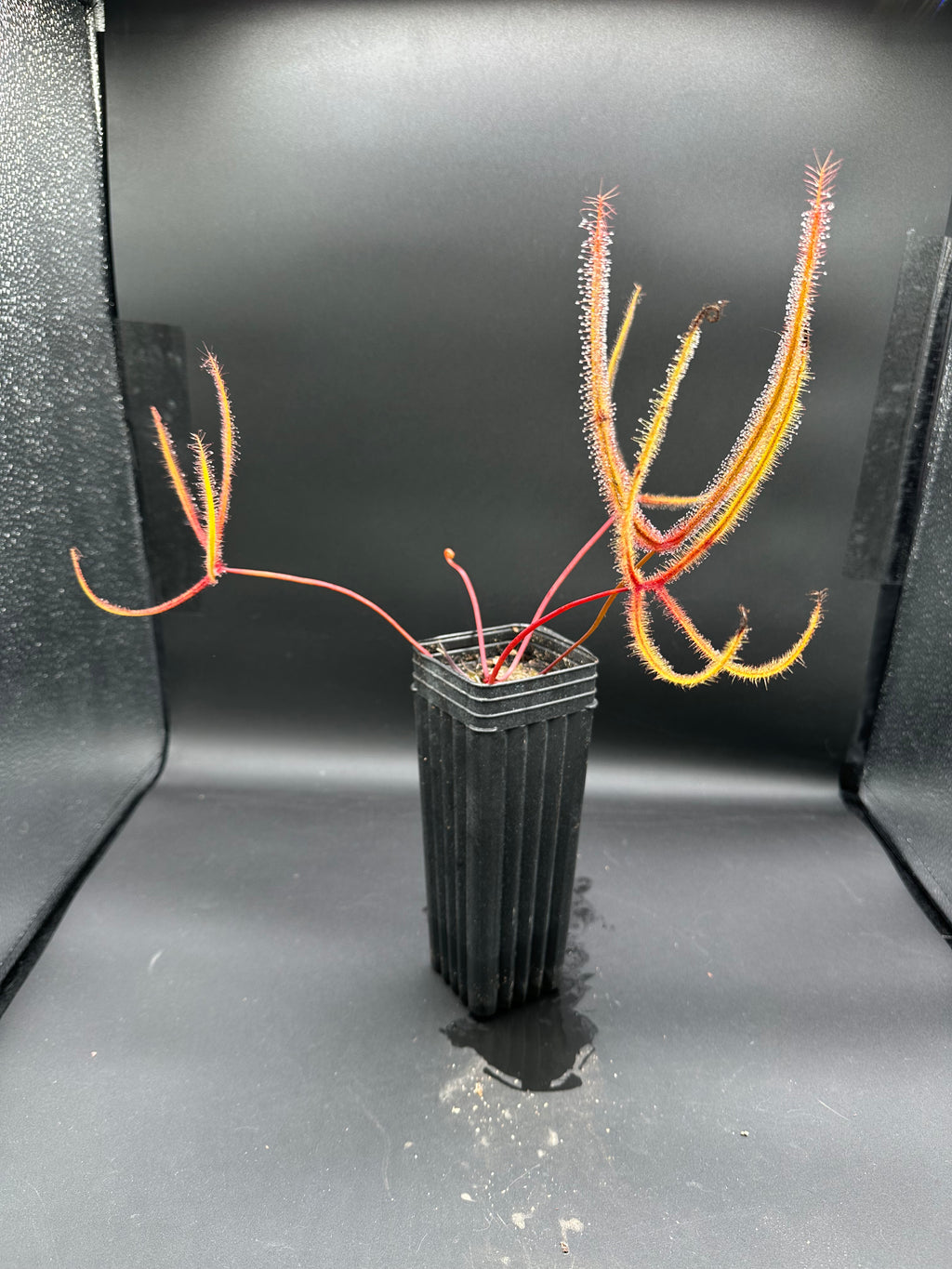 Drosera binata var. dichotoma "Giant"