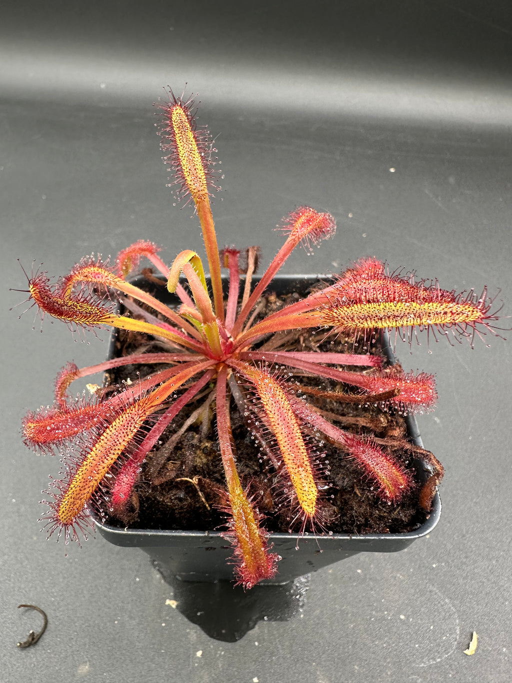 Drosera capensis (Baardskeerdersbos, ZAF) 13946 JT seeds