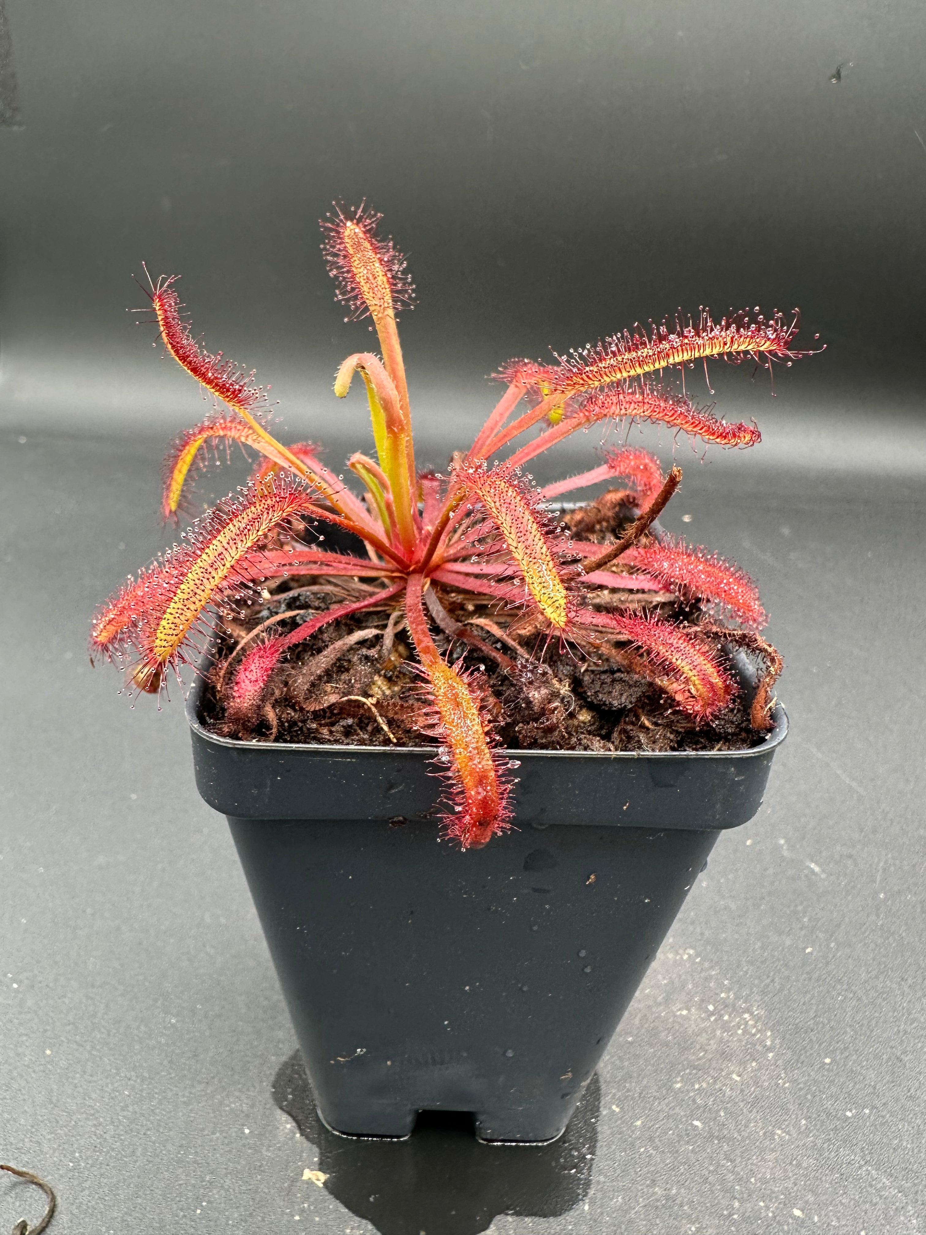 Drosera capensis (Baardskeerdersbos, ZAF) 13946 JT seeds