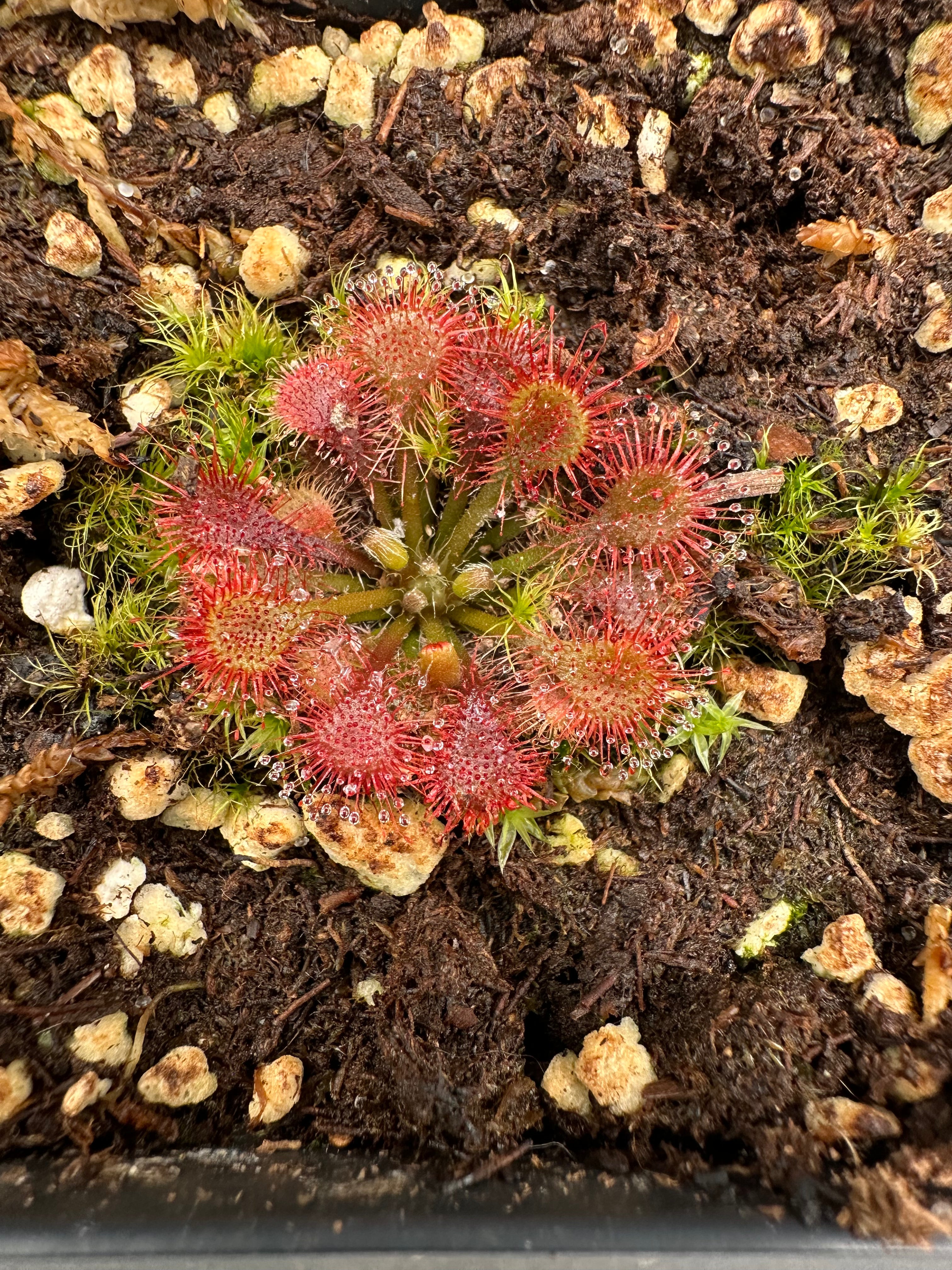 Drosera tokaiensis