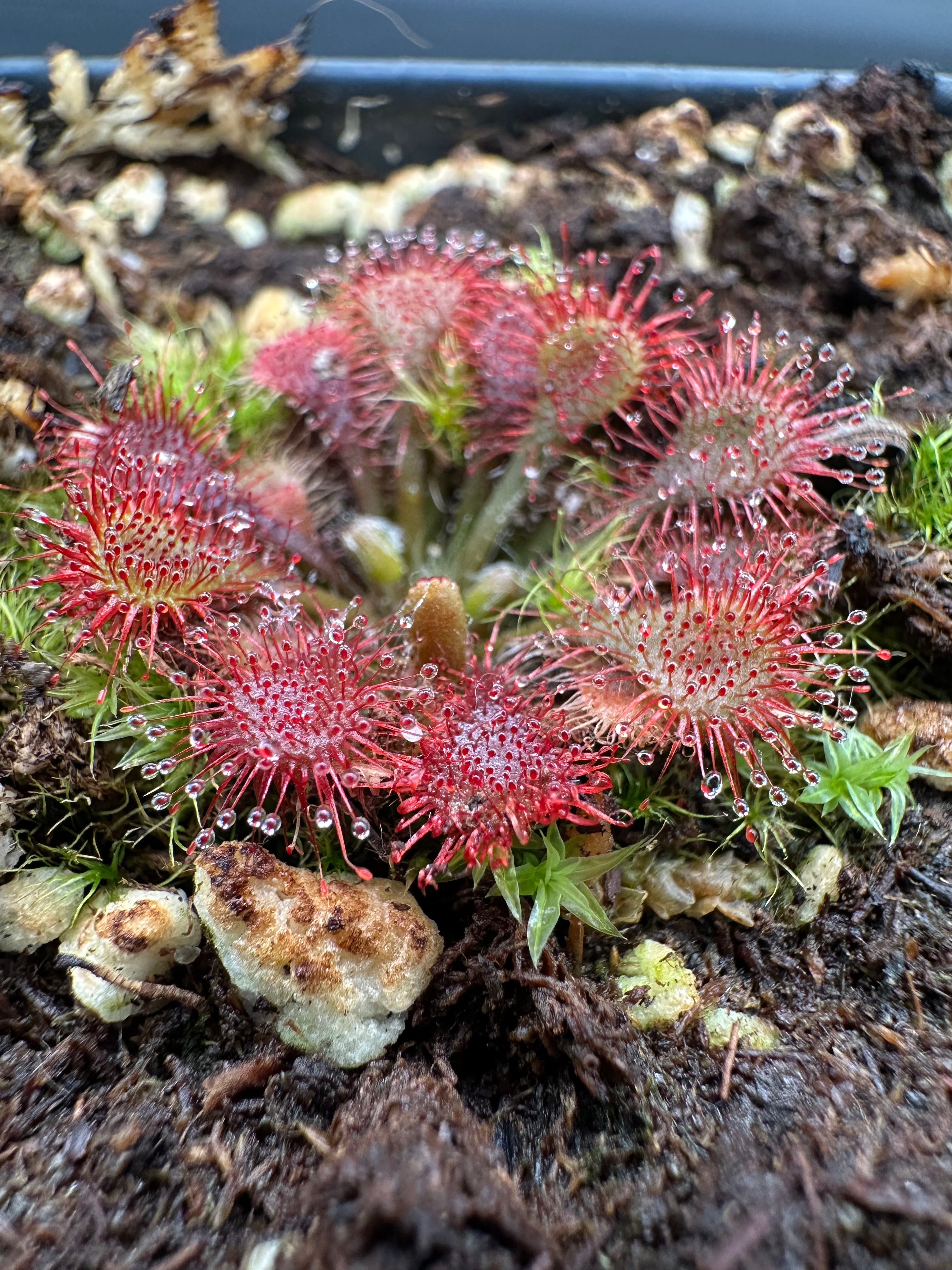 Drosera tokaiensis