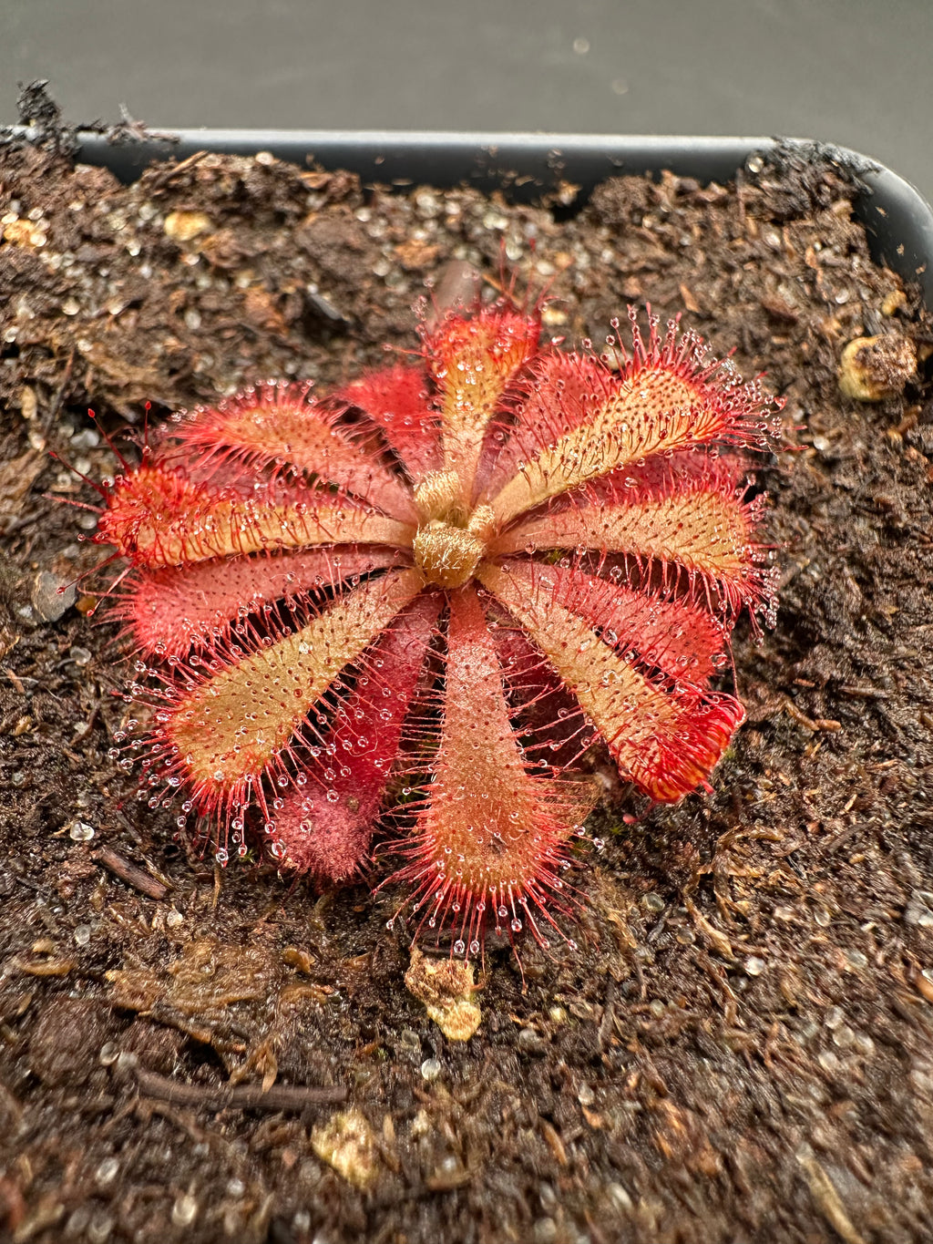 Drosera aliciae