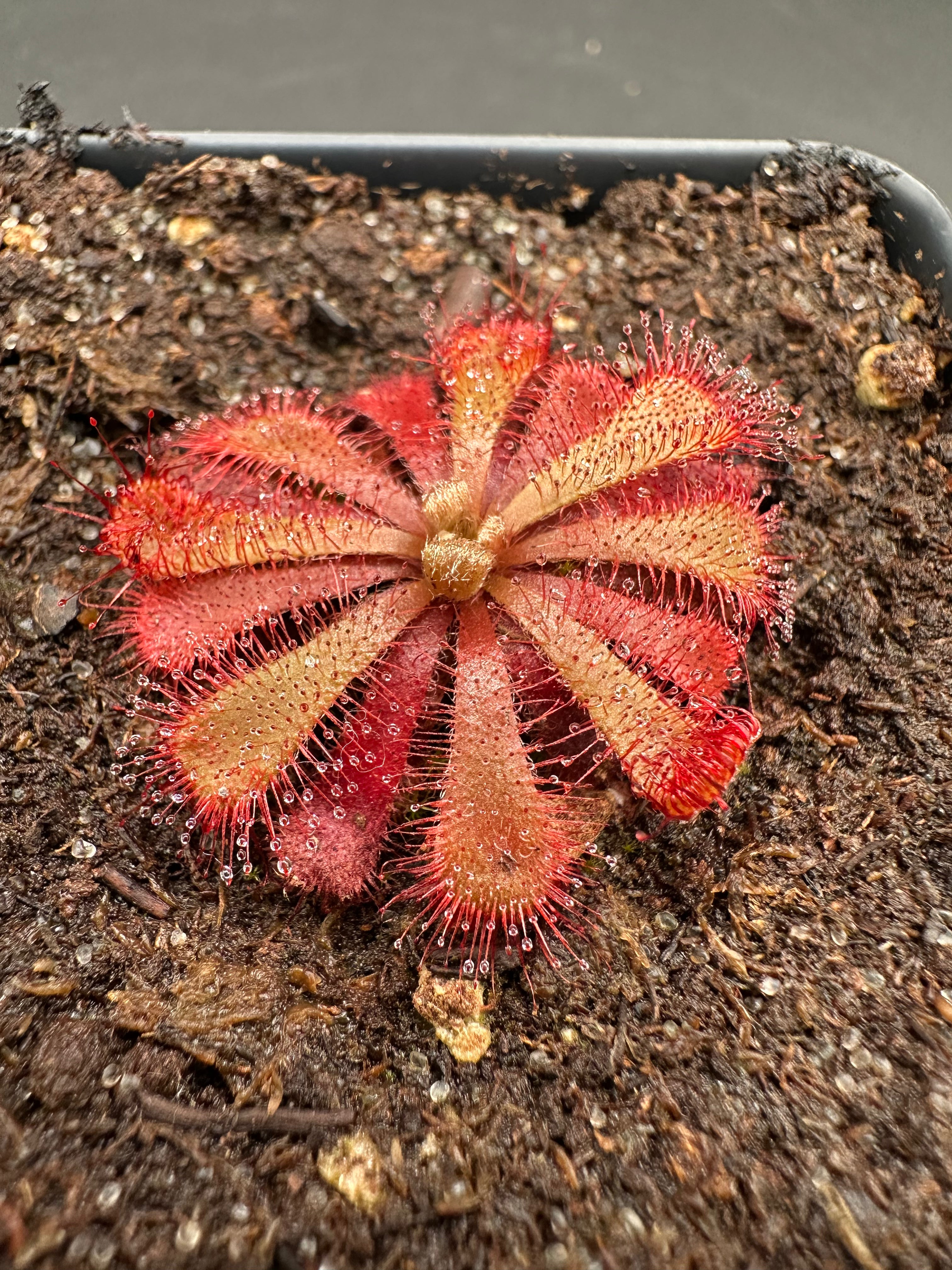 Drosera aliciae