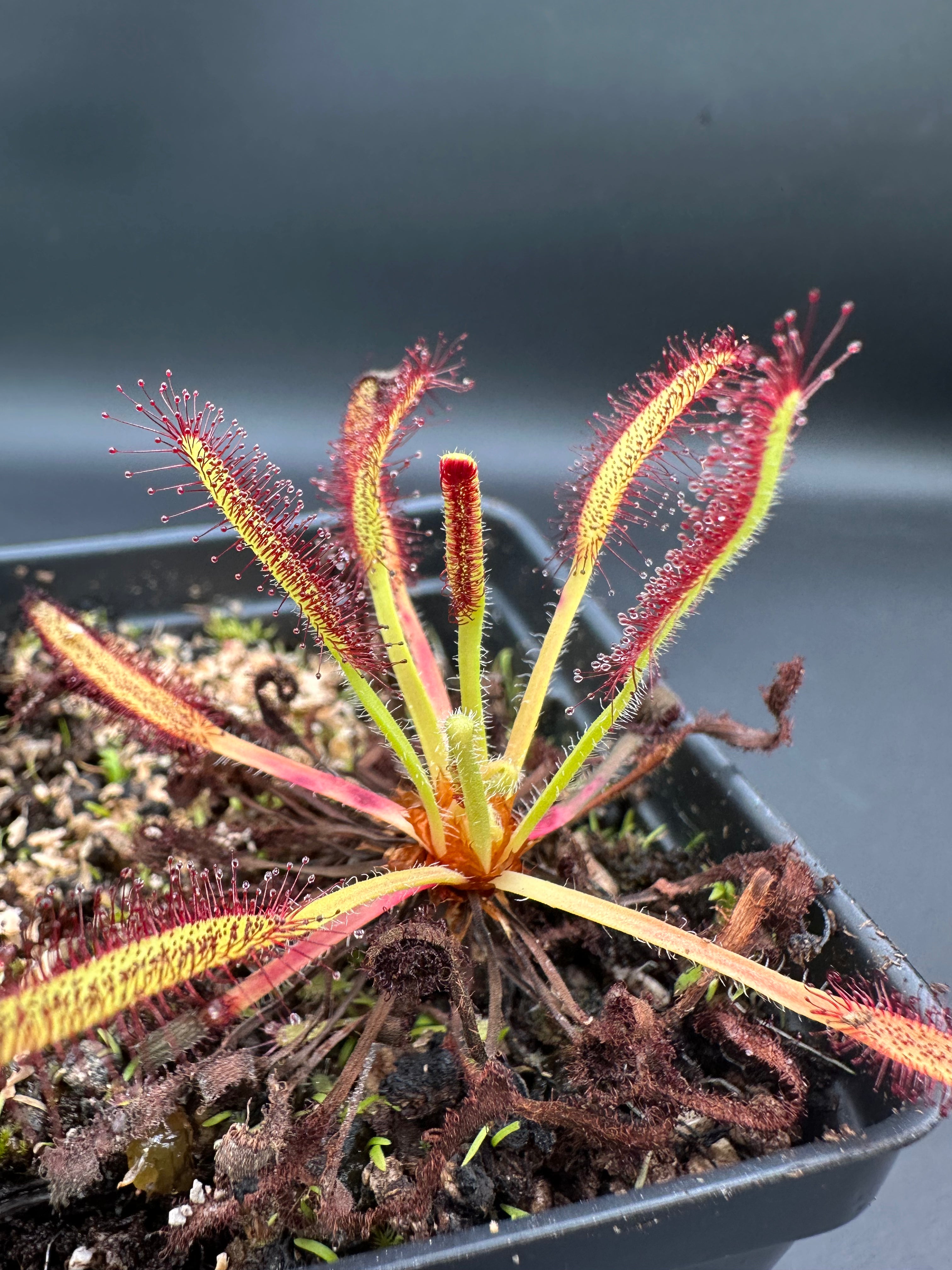 Drosera capensis (Vogelgat NR near Hermanus, ZAF)