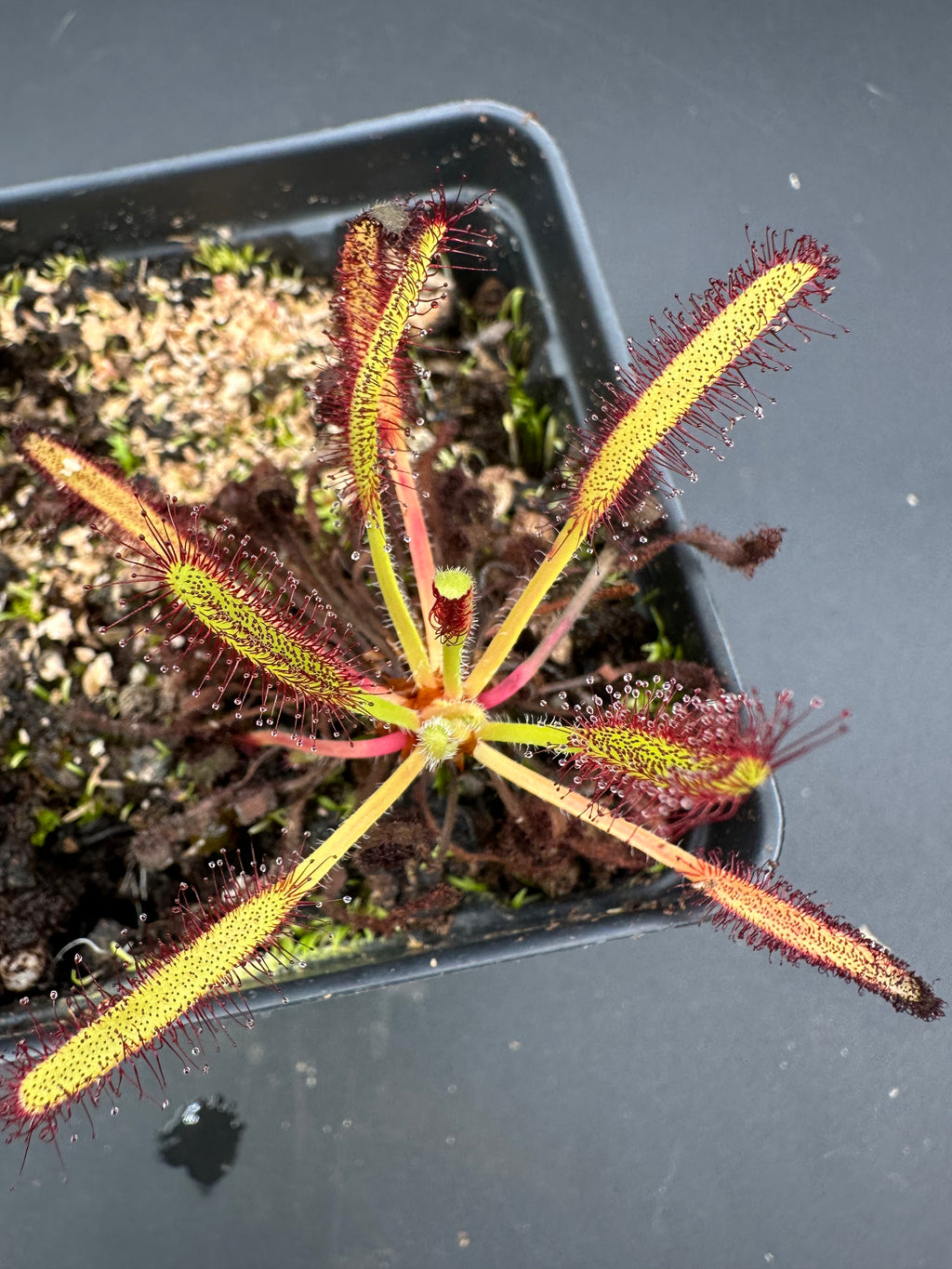 Drosera capensis (Vogelgat NR near Hermanus, ZAF)
