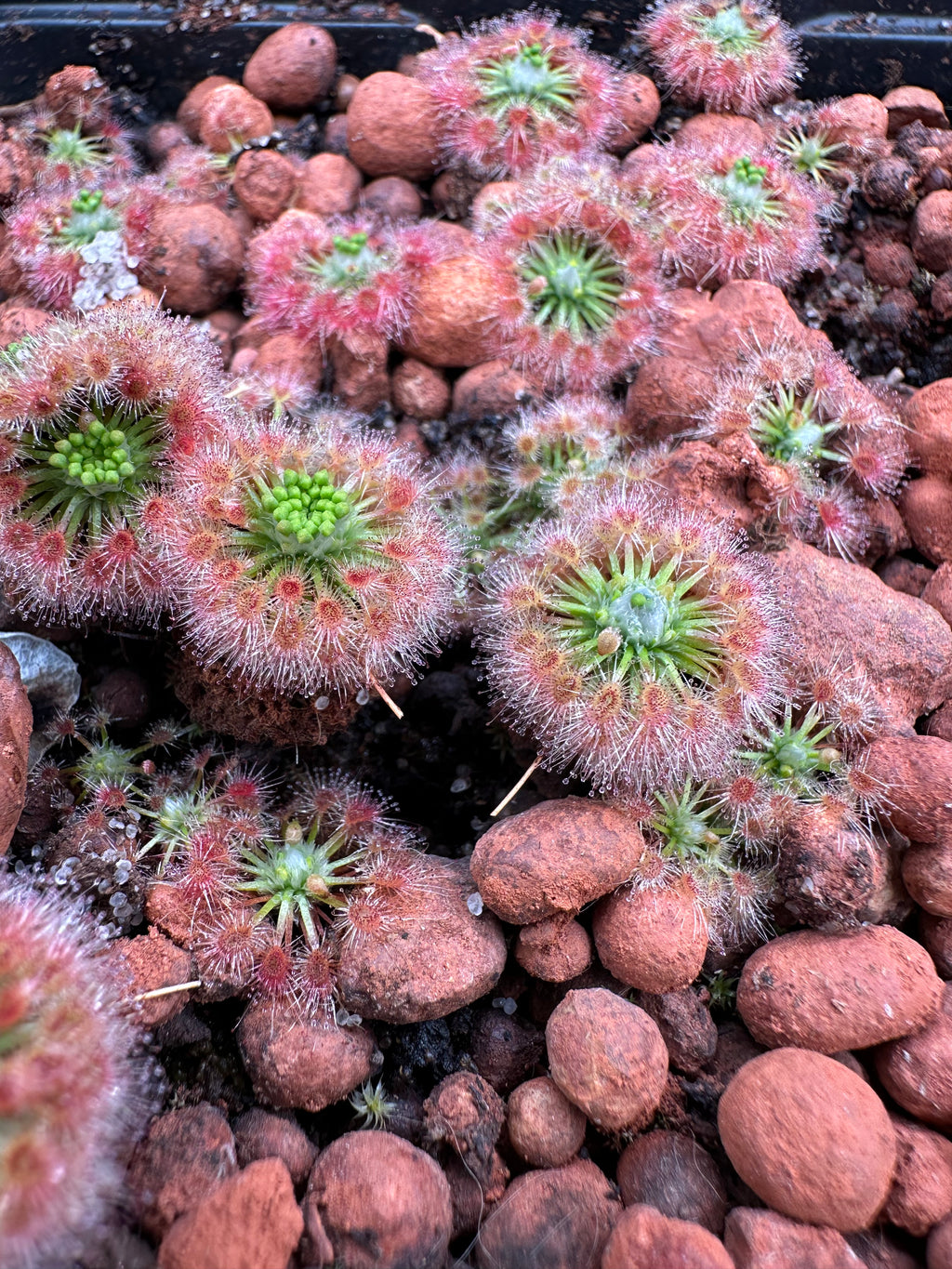 Drosera citrina gemmae 15 count
